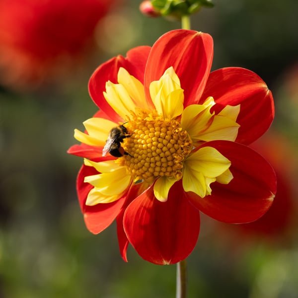 Dahlia ‘Pooh’ (Novelty/Collarette)