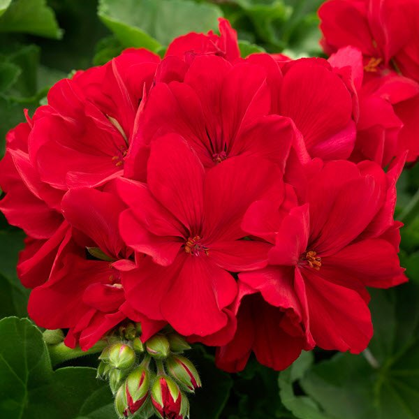 Geranium Calliope ‘Large Dark Red’