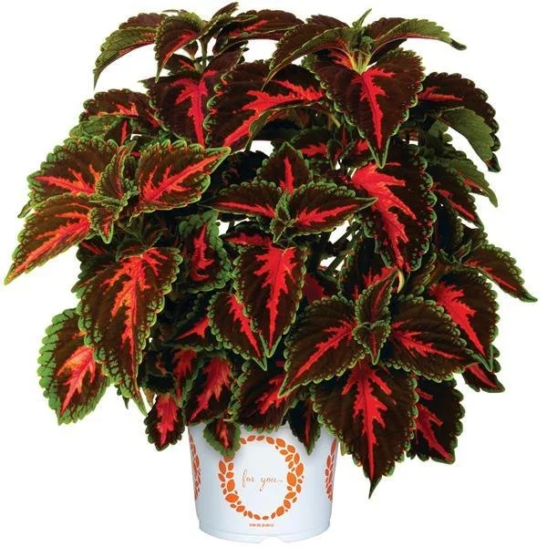 Main Street ‘Franklin Street’ Coleus