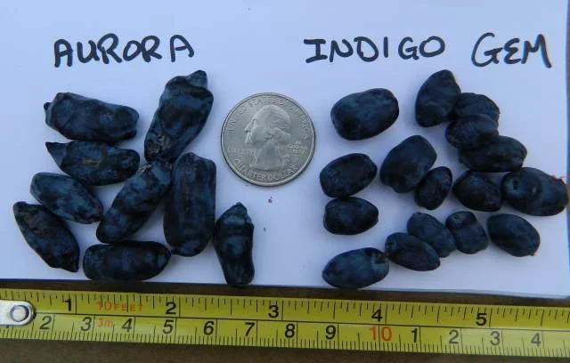 Aurora vs Indigo Gem.jpg