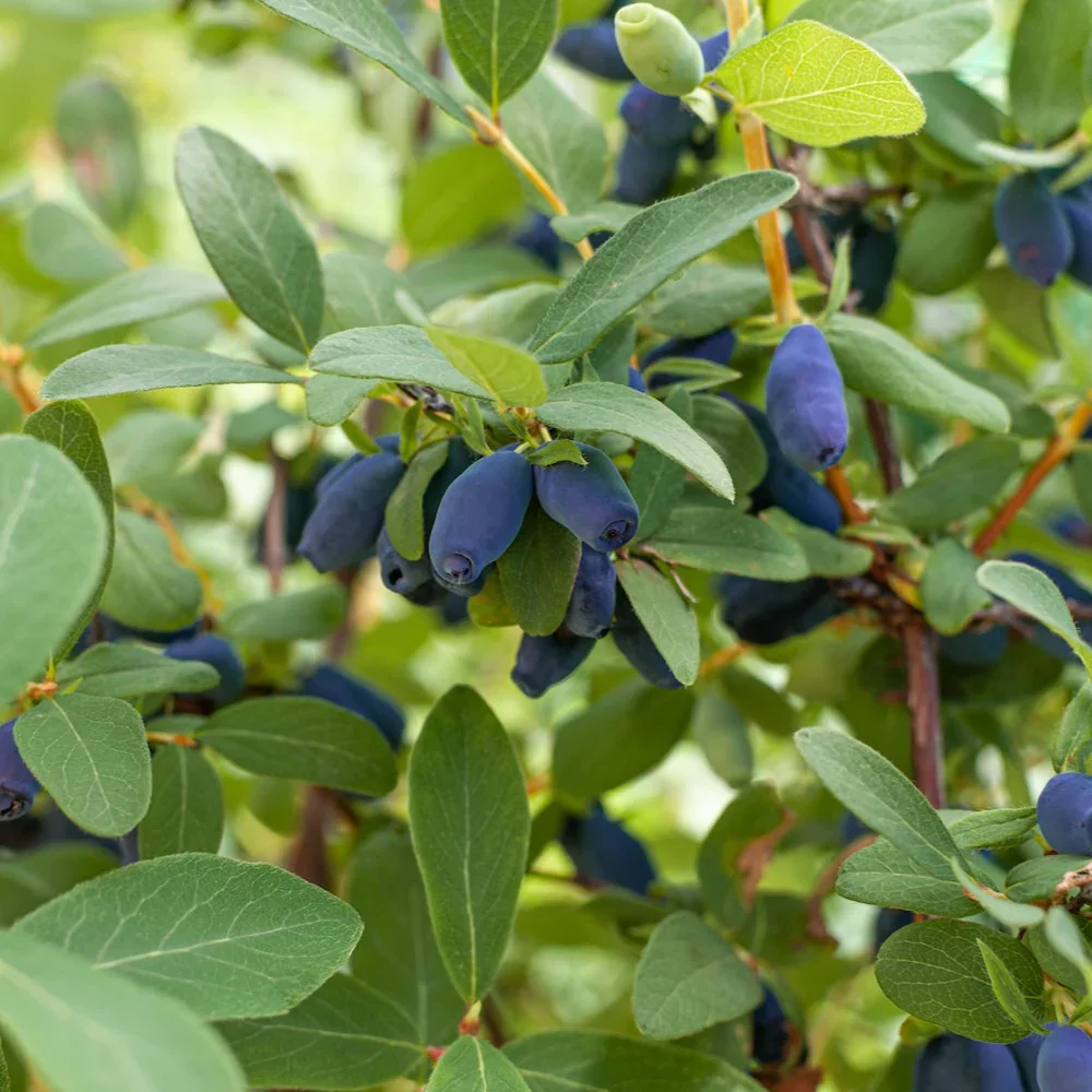 Honeyberry-indigo-treat-haskap2.webp