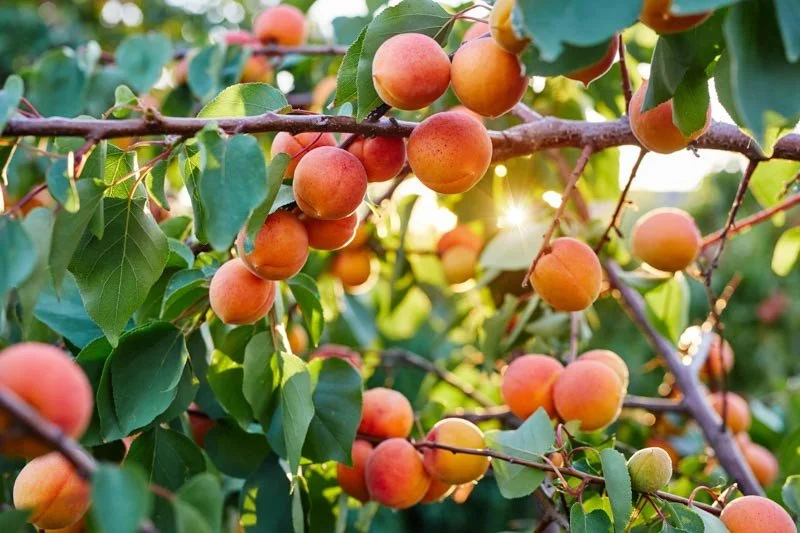 Prunus-armeniaca-Harcot.webp