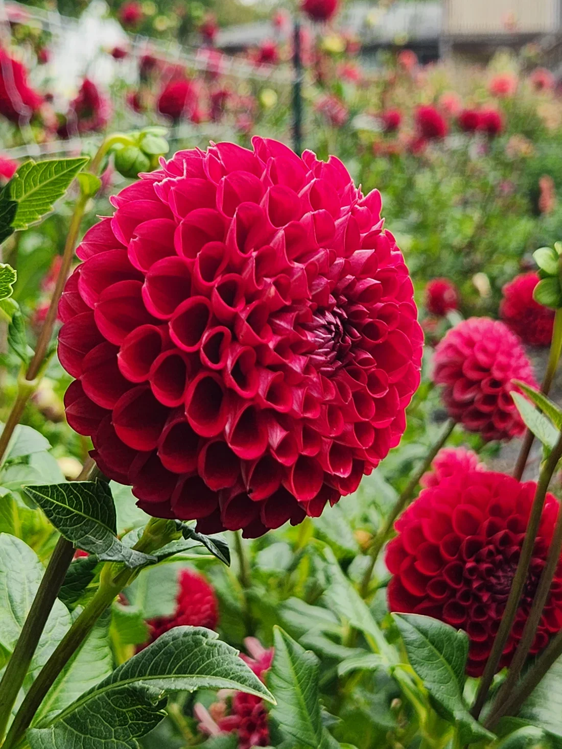Dahlia ‘Cornel’ (Ball Style)