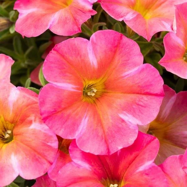 Supercal Premium ‘Coral Star’ Petchoa