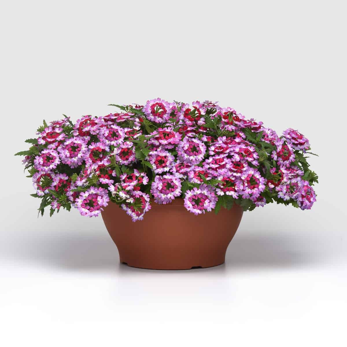 Verbena_Beats_Purple_Trailing_Pot-on-Sweep_24010.jpg