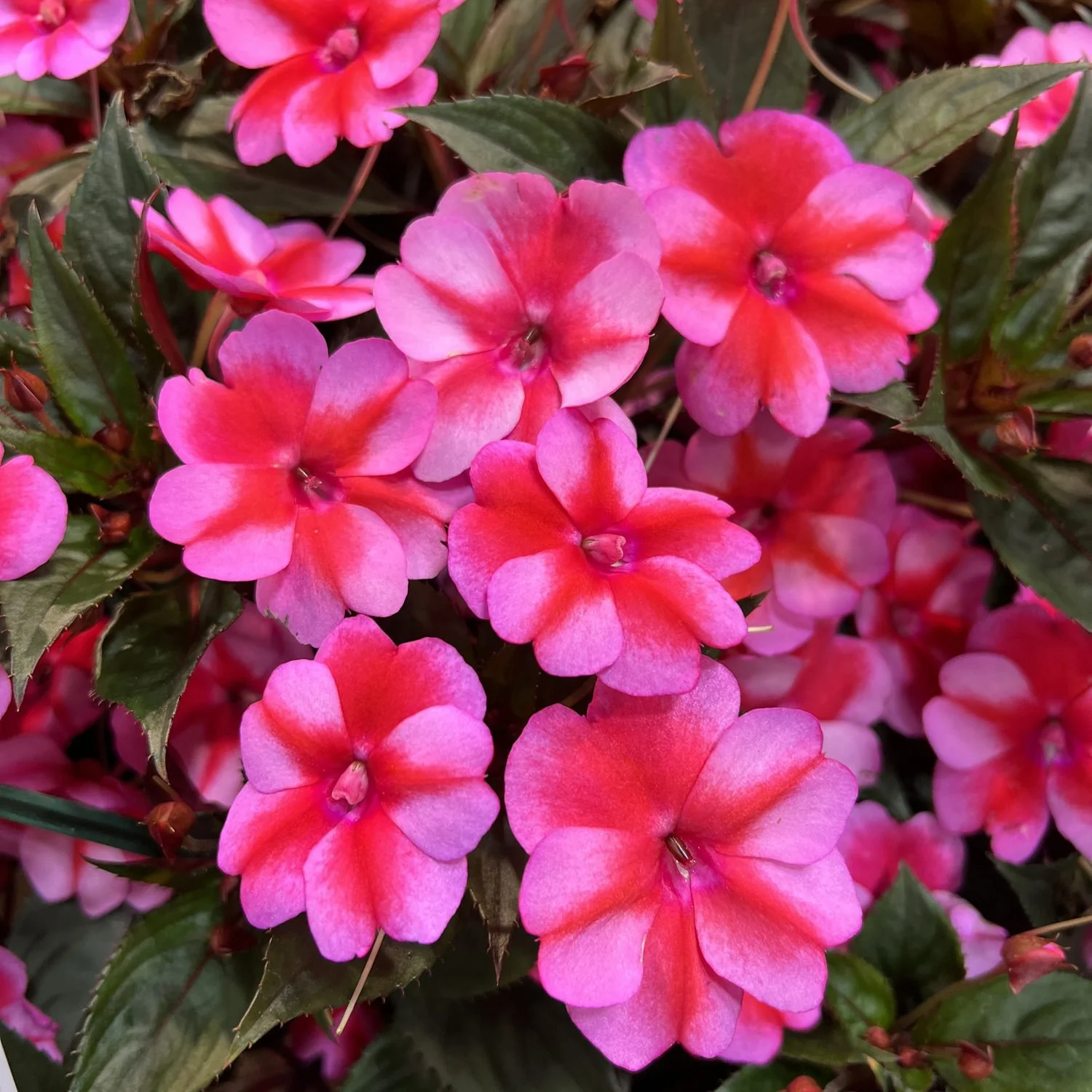 SunPatiens Compact ‘Red Candy’