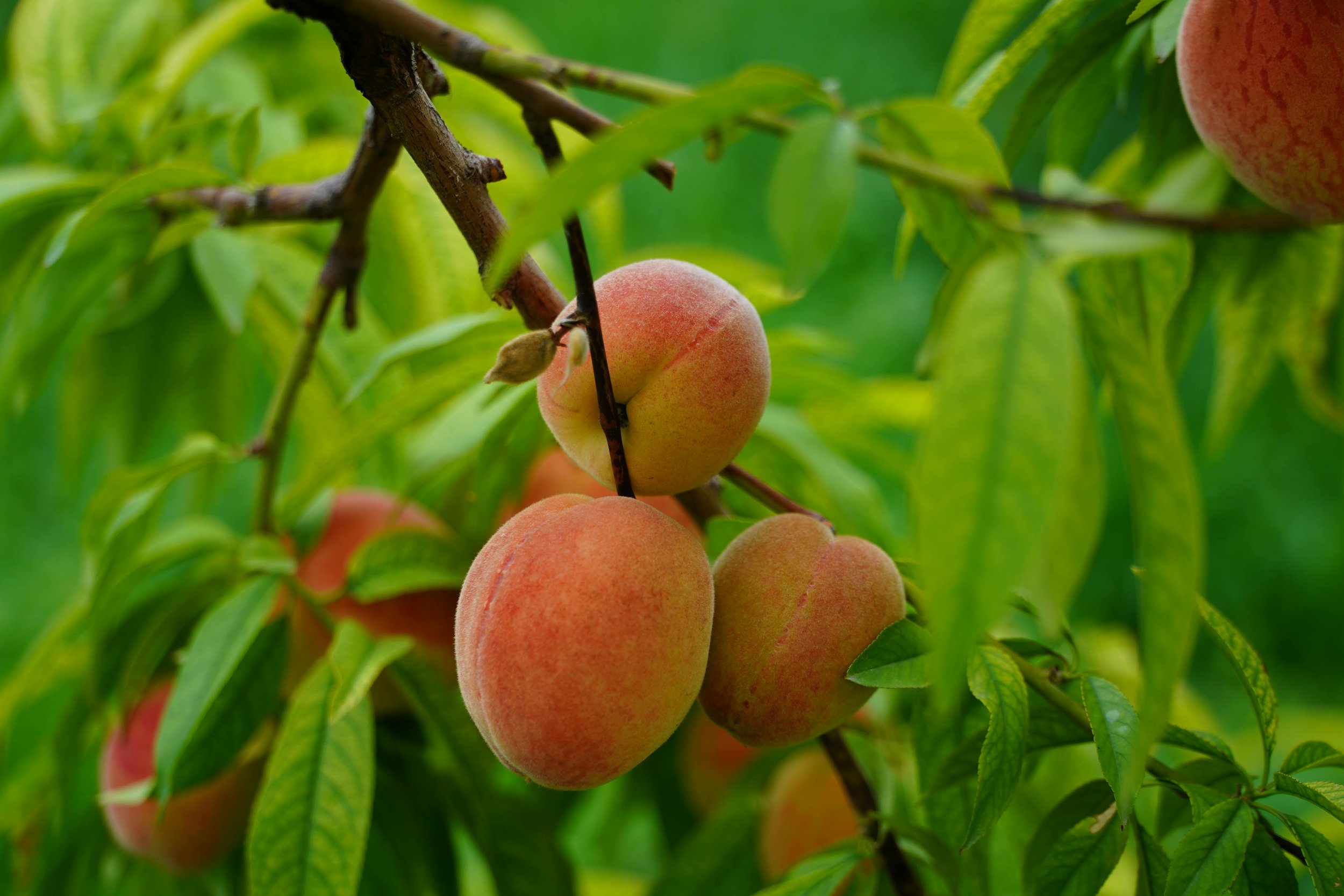 Contender - Peach Tree