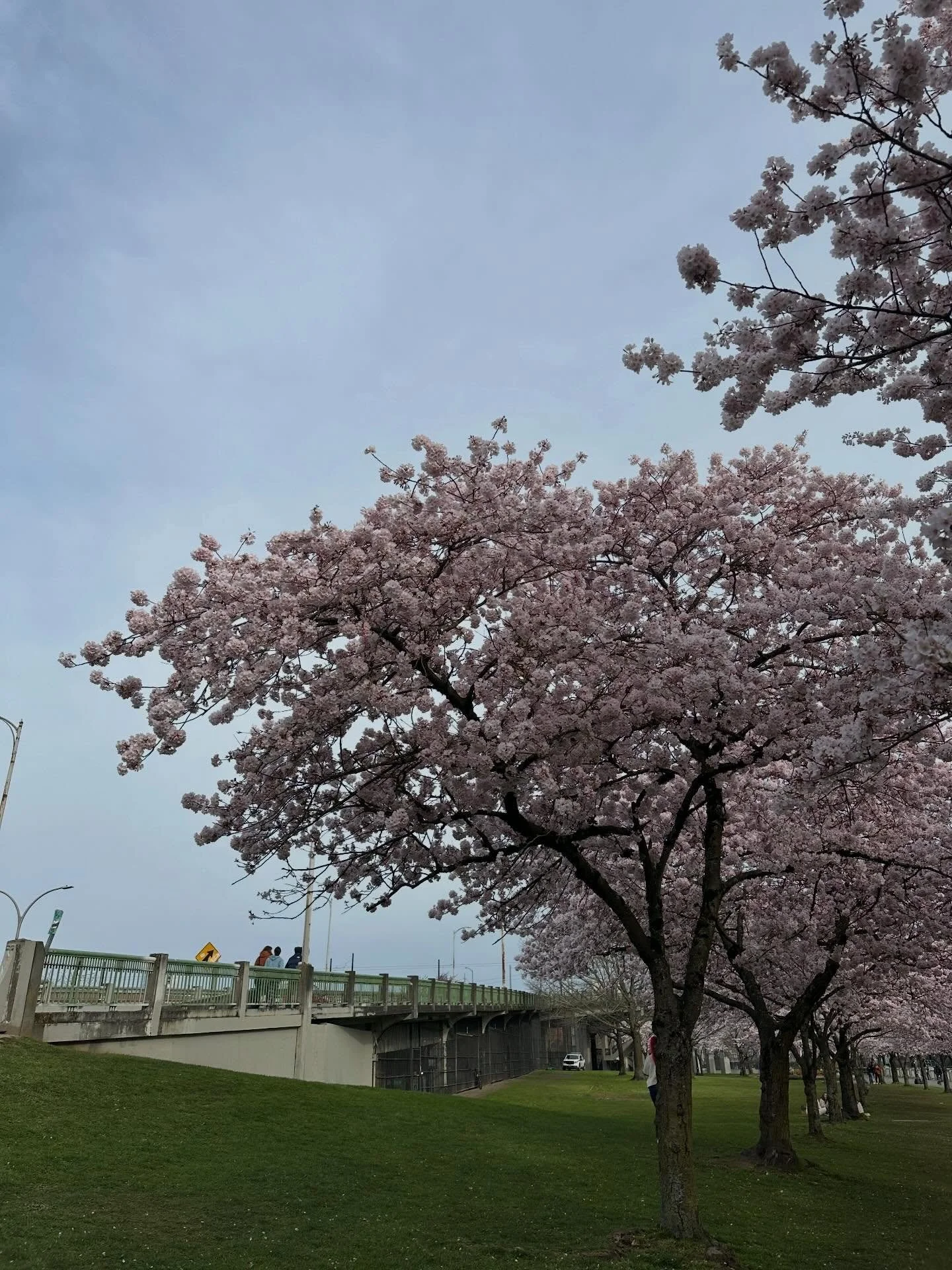 We drive downtown the ither morning just to walk on the river and see the cherry blossoms. 🌸🌸🌸 They did not disappoint. Hope spring is peeking through in your corner of the world. 💕