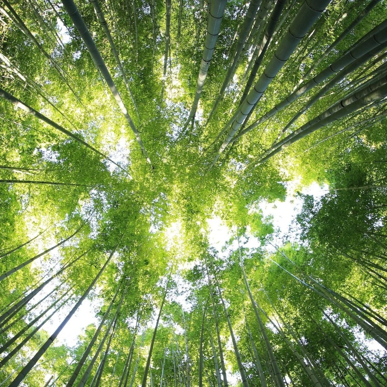 a green tree canopy viewed from the forest floor