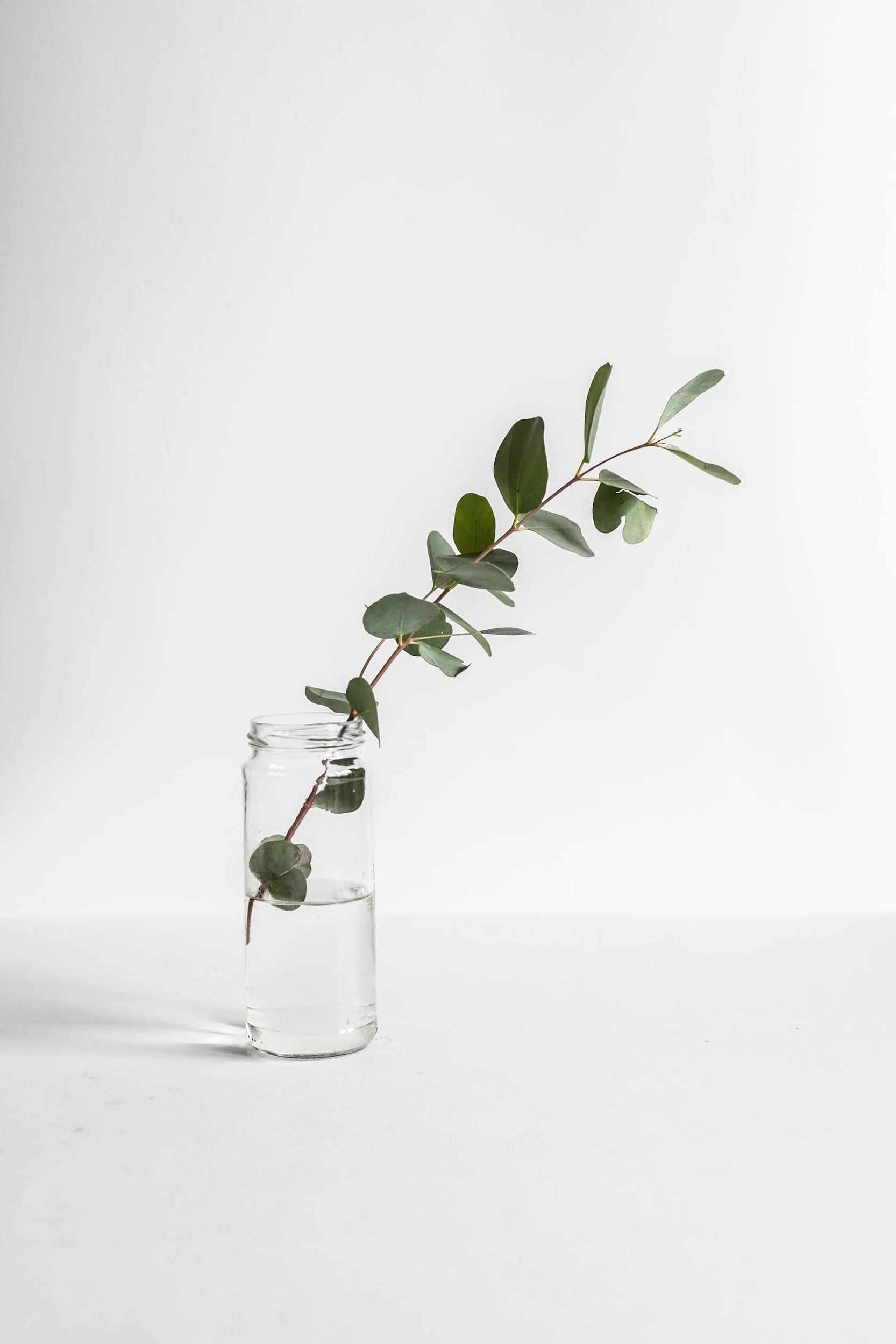 a sprig of leaves in a jar on a white background