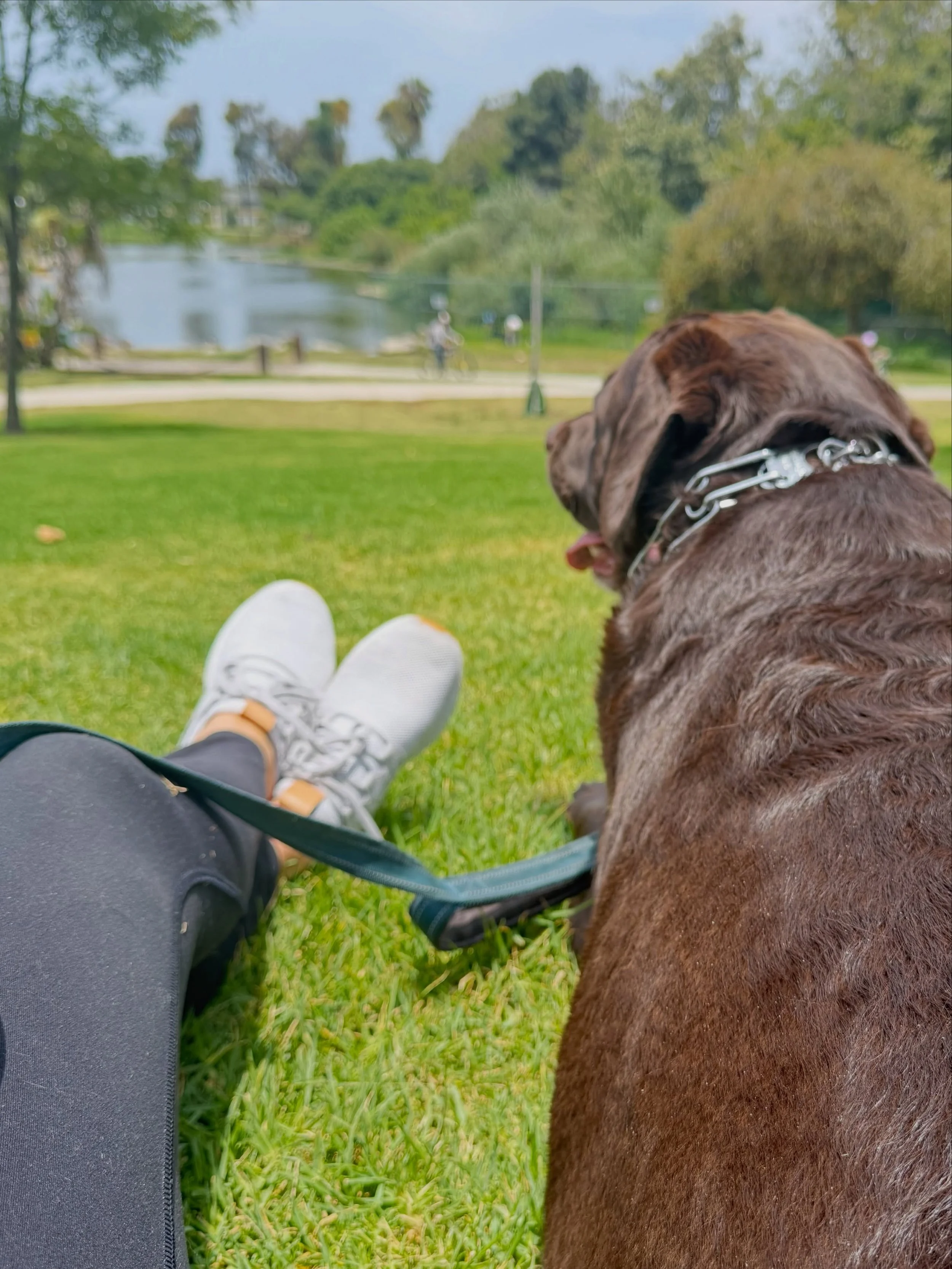Saturday mornings with Bronx 🐶🤎