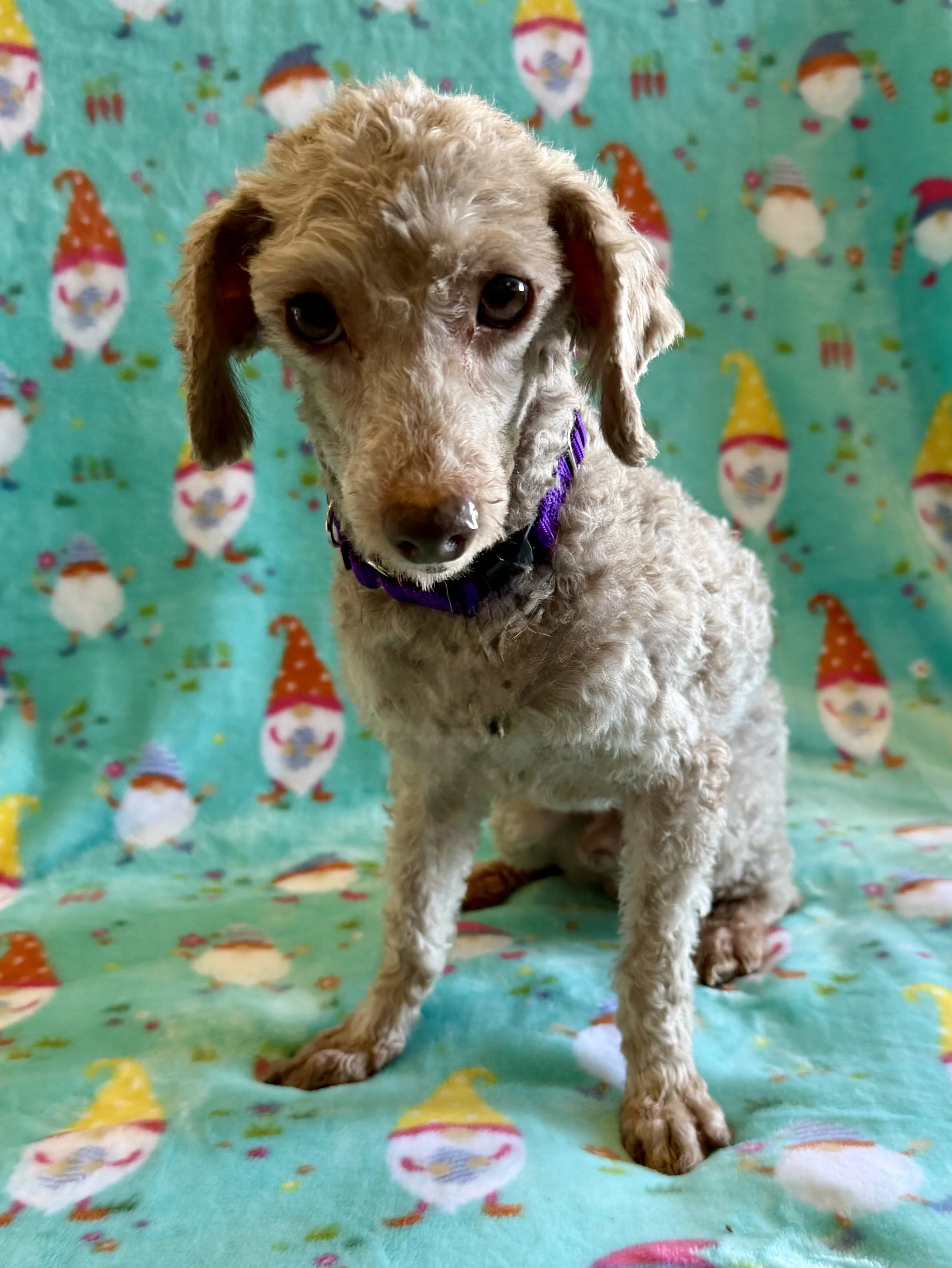 Dax come to us in very rough shape on 3/19 from a breeder surrender. He was seen by the vet right away and it was obvious his jaw was broken and he did not have many teeth. Dax went to a foster home right away and is doing amazing! He is great with o