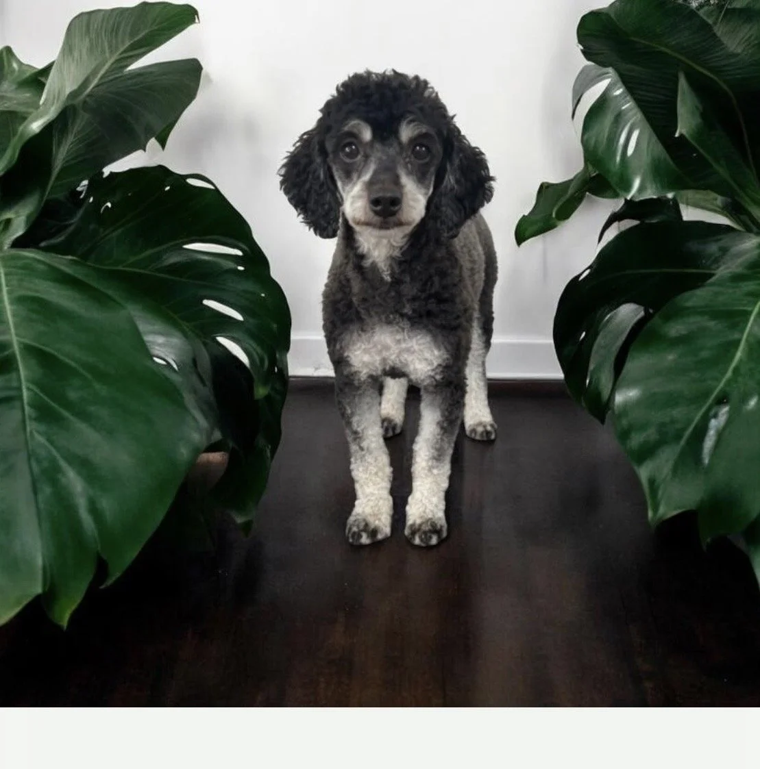 Sage is a great little 10 lb 1 year old little doodle. We are unsure of her history or background. We believe a poodle since her tail is docked. Sage is still learning to trust people but is improving daily. Sage is fine with other dog's and does not