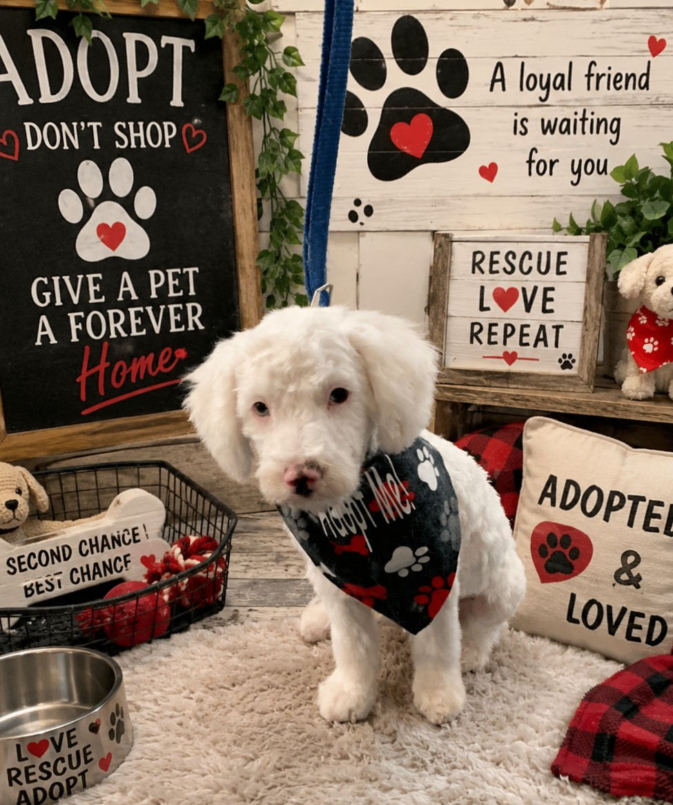 Looking for an adorable addition? Meet our deaf mini goldendoodle Ron. Ron just turned 13 weeks old on Wednesday, was vaccinated with rabies, kennel cough, distemper, lepto, parvo vaccines. He has been groomed and cleaned up as well as neutered on 7/