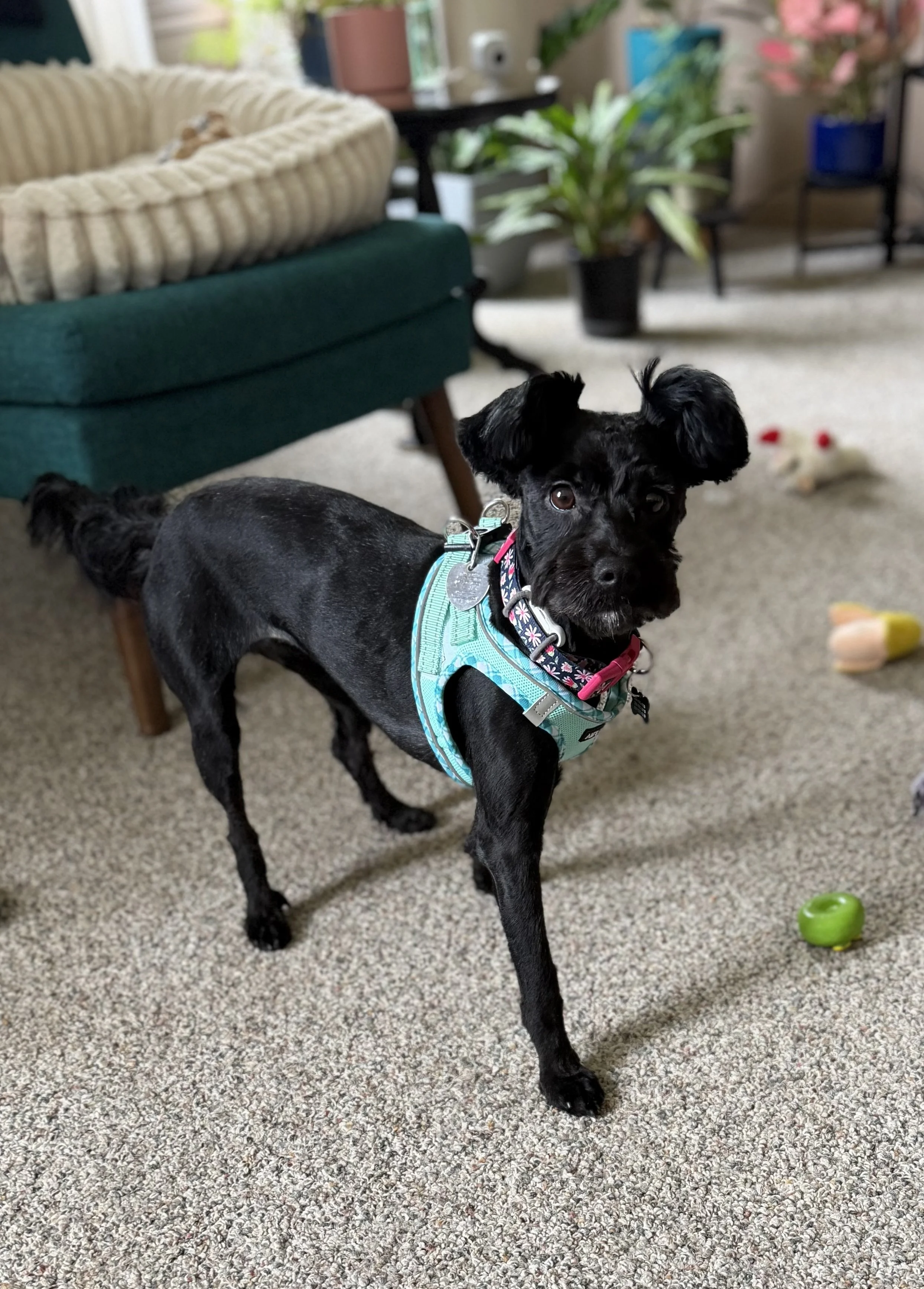 Miss Molly is accepting applications and here is what her fosters shared about this 10 month old Schnoodle (Schnauzer/Poodle Mix) weights 14 lbs
* Loves to play and relishes having a wide variety of toys. She enjoys chasing, pouncing, tugging, and fe