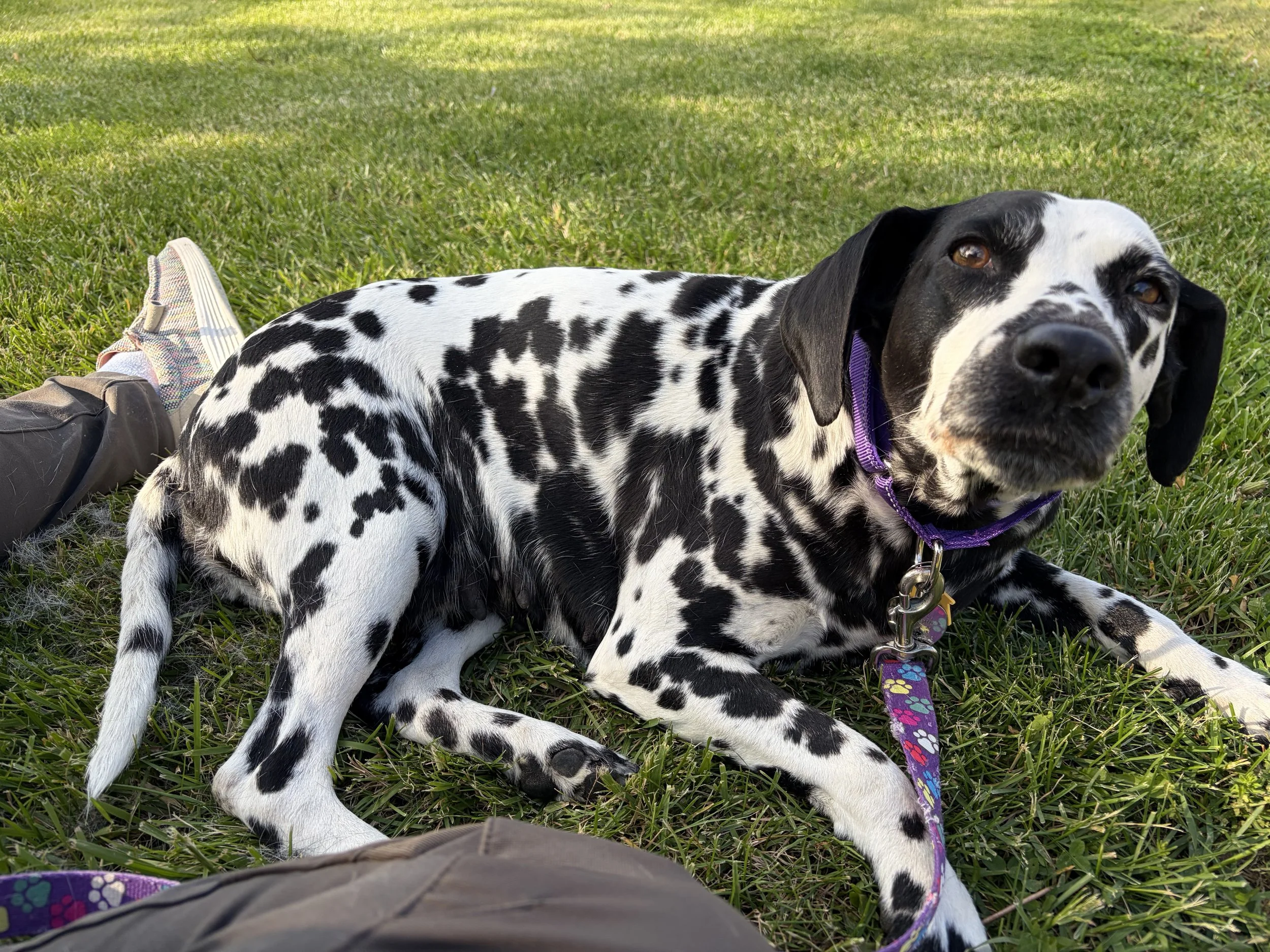 Looking for a beautiful Dalmatian?
This gentle 5 year old will be available the end of May . She came from being a breeding momma so is adjusting well to being inside a home with a family and other dogs. When she was spayed on 5/15 our vet team had n