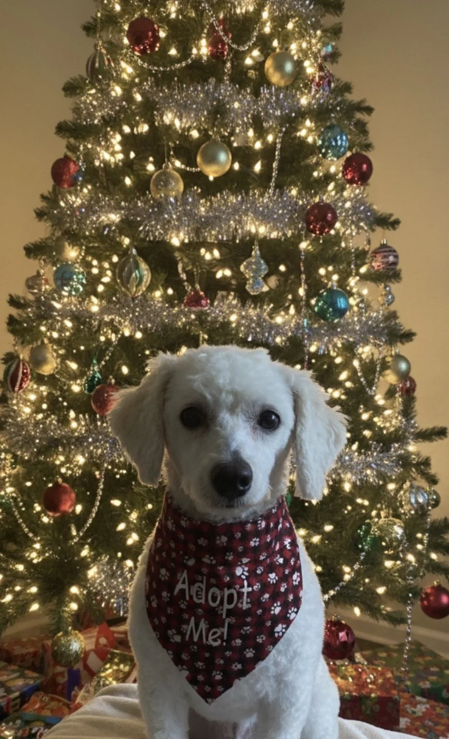 Little cutie Lilly is a 3 year old Bichon Frise who would love a calmer home that can work with her on trusting people. She loves other dog's and they really help her open up. Lilly like so many other's came from a commercial breeder that was not soc