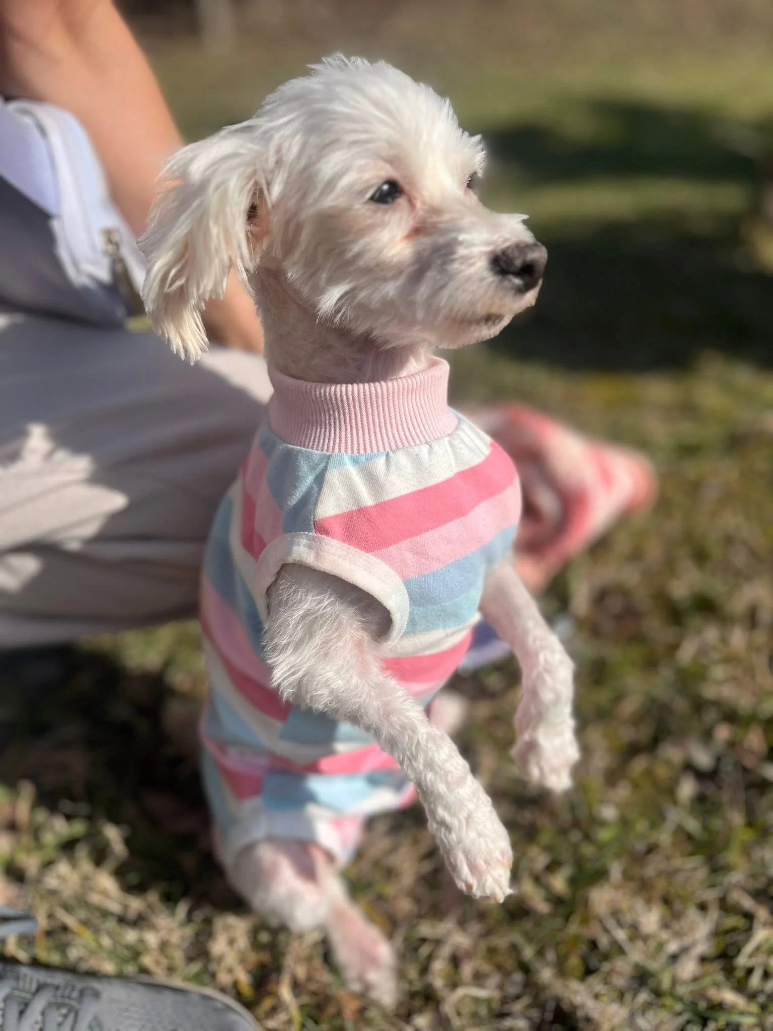 Dahlia is an estimated 4 year old little 7 lb Maltese that came to us in rough shape. Dahlia was very matted, had some bruising from the heavy mats, extremely rotten teeth but that did not stop her from being such a love to everyone she meets. Dahlia