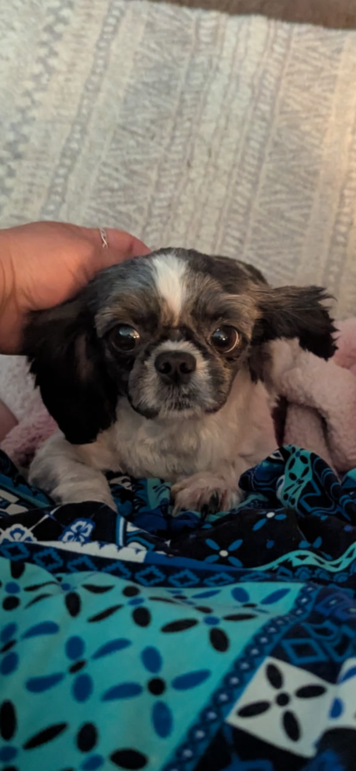 Blanche is a 4-5 year old 10 lb Shih tzu that came to us like most, a breeder surrender. This retired momma was recently spayed with us, cleaned up her teeth some, given a normal wellness exam with the Dr. Excellent bloodwork (kidney, liver values, e