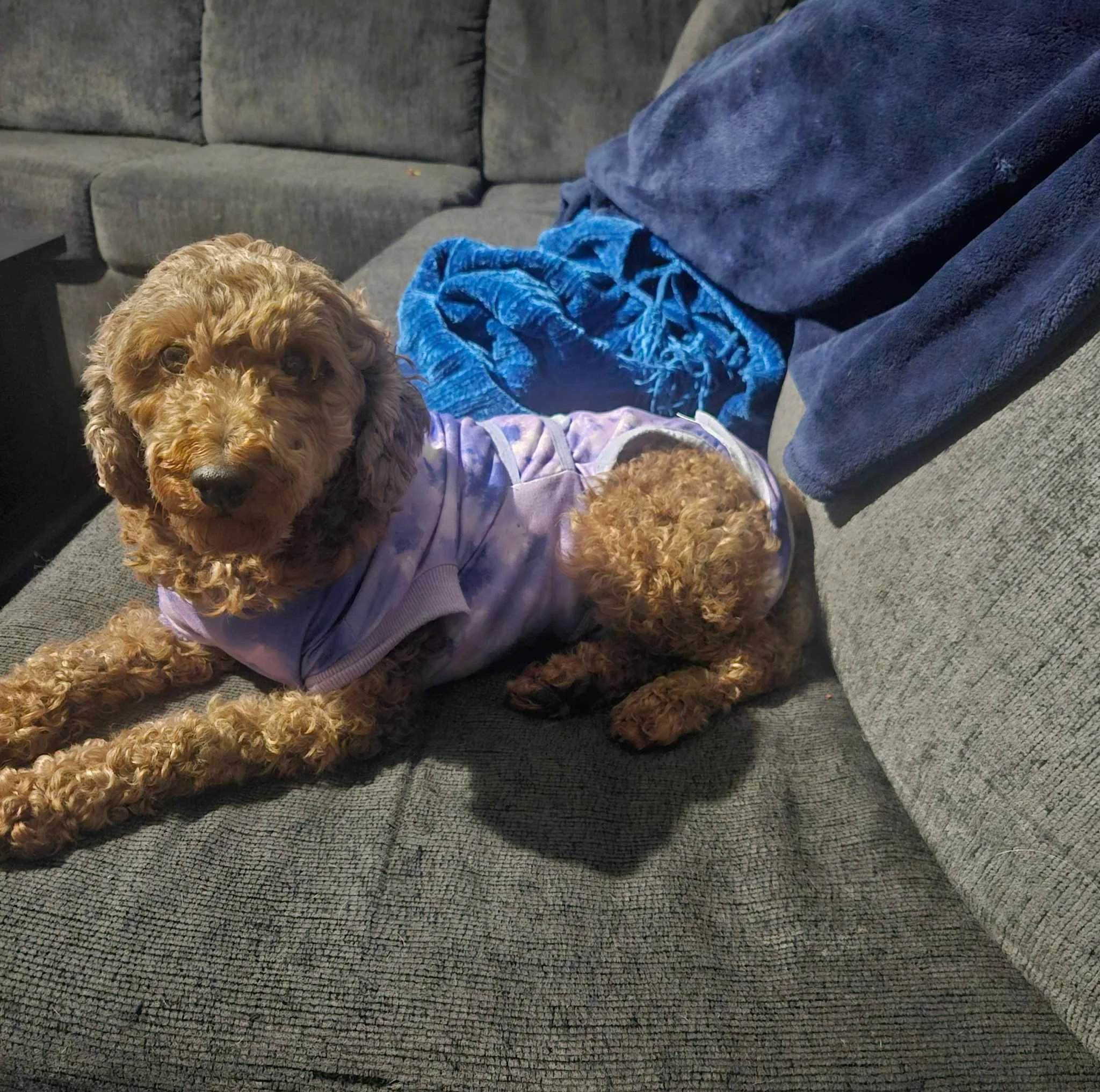 Duchess is a beautiful 15 lb Mini Poodle that was a breeder surrender with a few other dogs. She is doing  very well in her foster home, she free roams and does not chew anything up and is doing great with routine potty times outside. Duchess loves o
