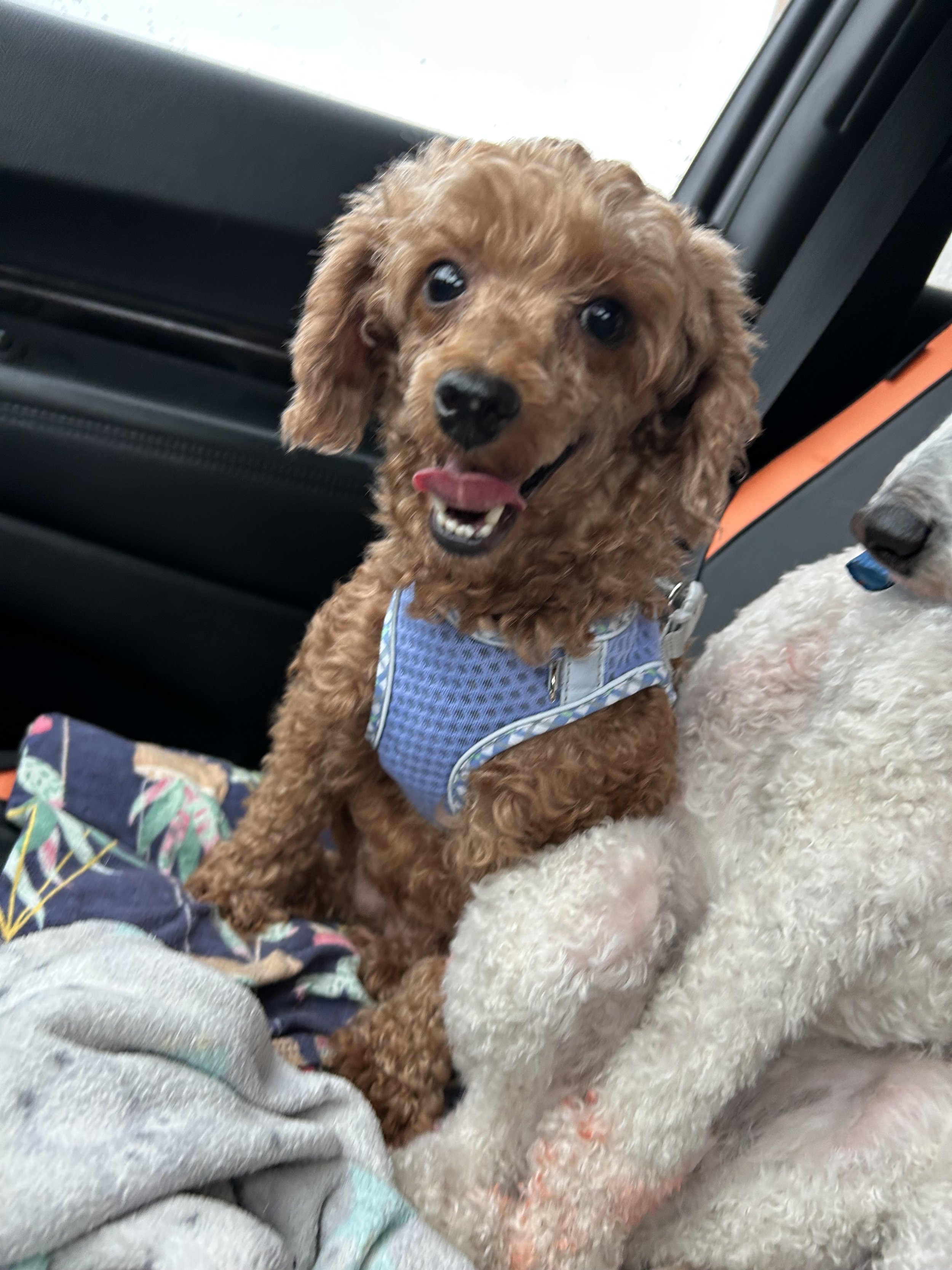 Tia is a 4 year old 13 lb poodle that came to us with her 3-3 week old babies in July. Tia has been an amazing momma and her pups have been available for adoption and now it is Tia's turn to find an amazing home. Sweet Tia is still learning to trust 