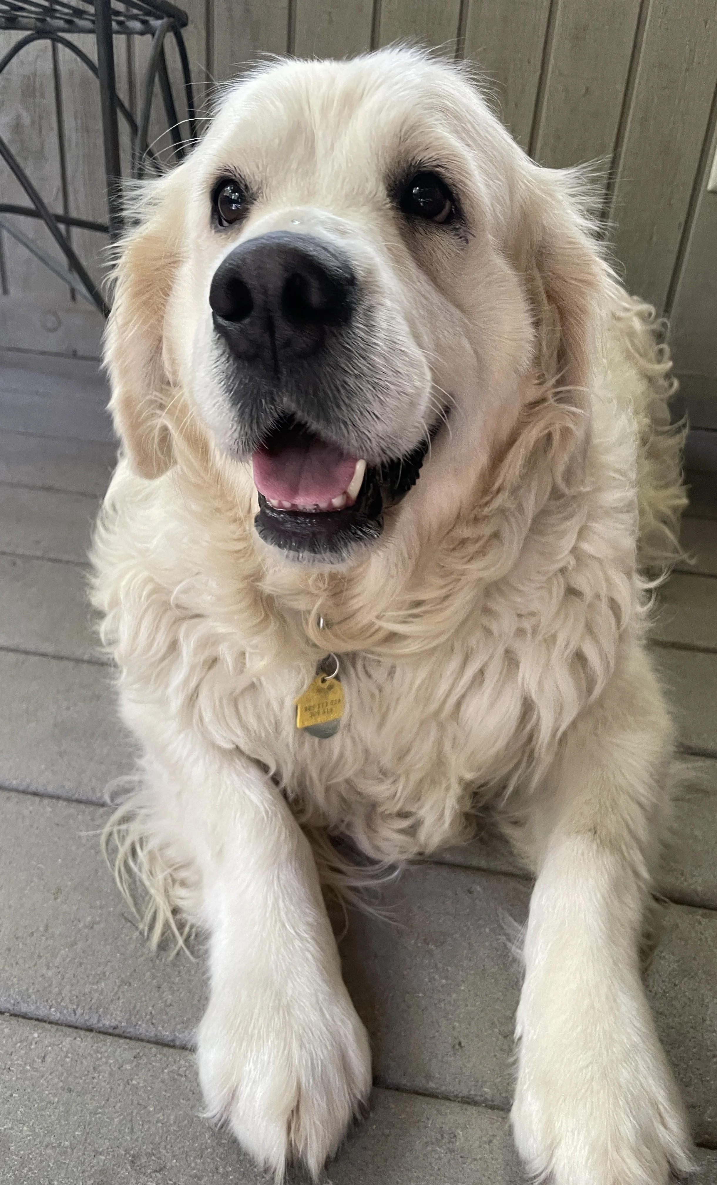 Magnolia is a beautiful English Cream Golden Retriever weighing roughly 90 lbs. This 3 year old really enjoys walks and other dog's and other dog's have really helped grow her confidence. Magnolia came to us and is now spayed, vaccinated with Rabies,