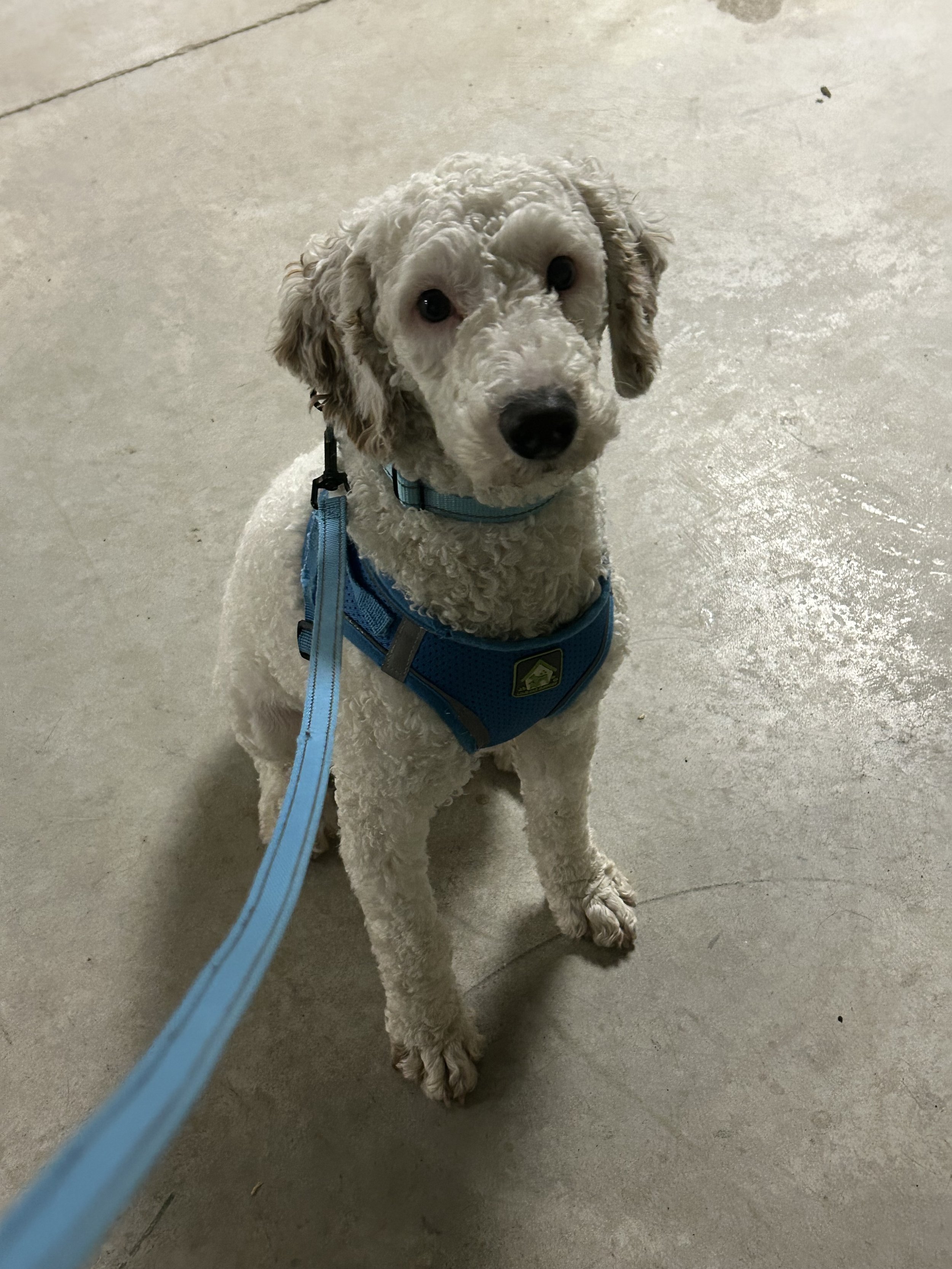 Casper is a 8-month-old male poodle weighing in at 26 pounds  
This handsome boy LOVES other dogs and would thrive in a home with a playful canine sibling. He’s still slightly shy when meeting new people, but give him just a little time and he warms 