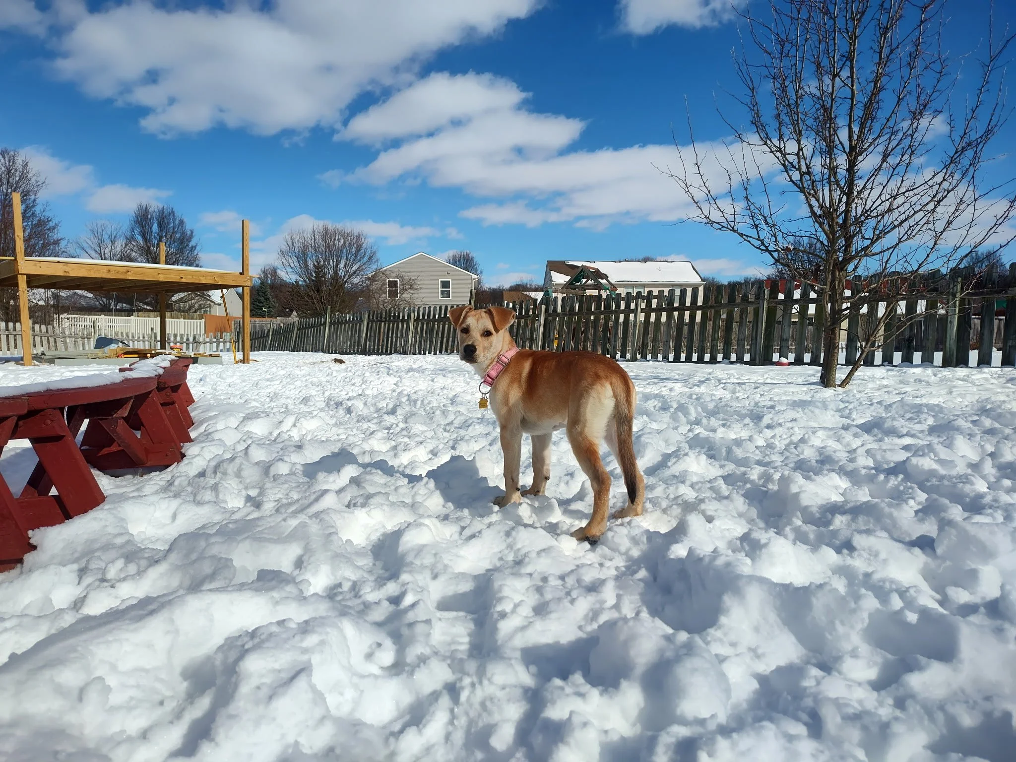 Love labs? Bella would be a perfect addition to a big family. This sweet lab mix is almost 5 months old. She is doing great crate and potty training. She loves the snow, other dogs, people, kids and attention. Bella was recently spayed, vaccinated wi