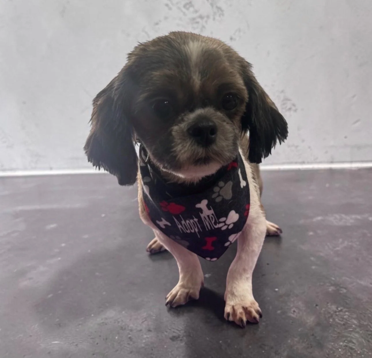 Meet Tinker a breeder surrender momma that came from a large scale breeding mill. This 2 year old 9.4 lb Shih Tzu is still learning to trust people and that not all are the same. Tinker really comes out of her shell with other dogs of any size so she