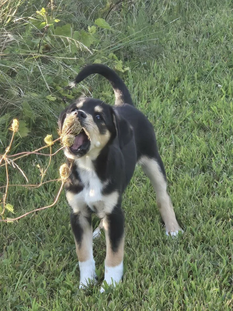 Georgia is an adventurous almost 12 week old Medium breed mix that came to us at 3 weeks old from being dumped in a parking lot so we have hand raised them. Loves other dogs, kids, people and is very friendly. Georgia has been vaccinated with 3 of 4