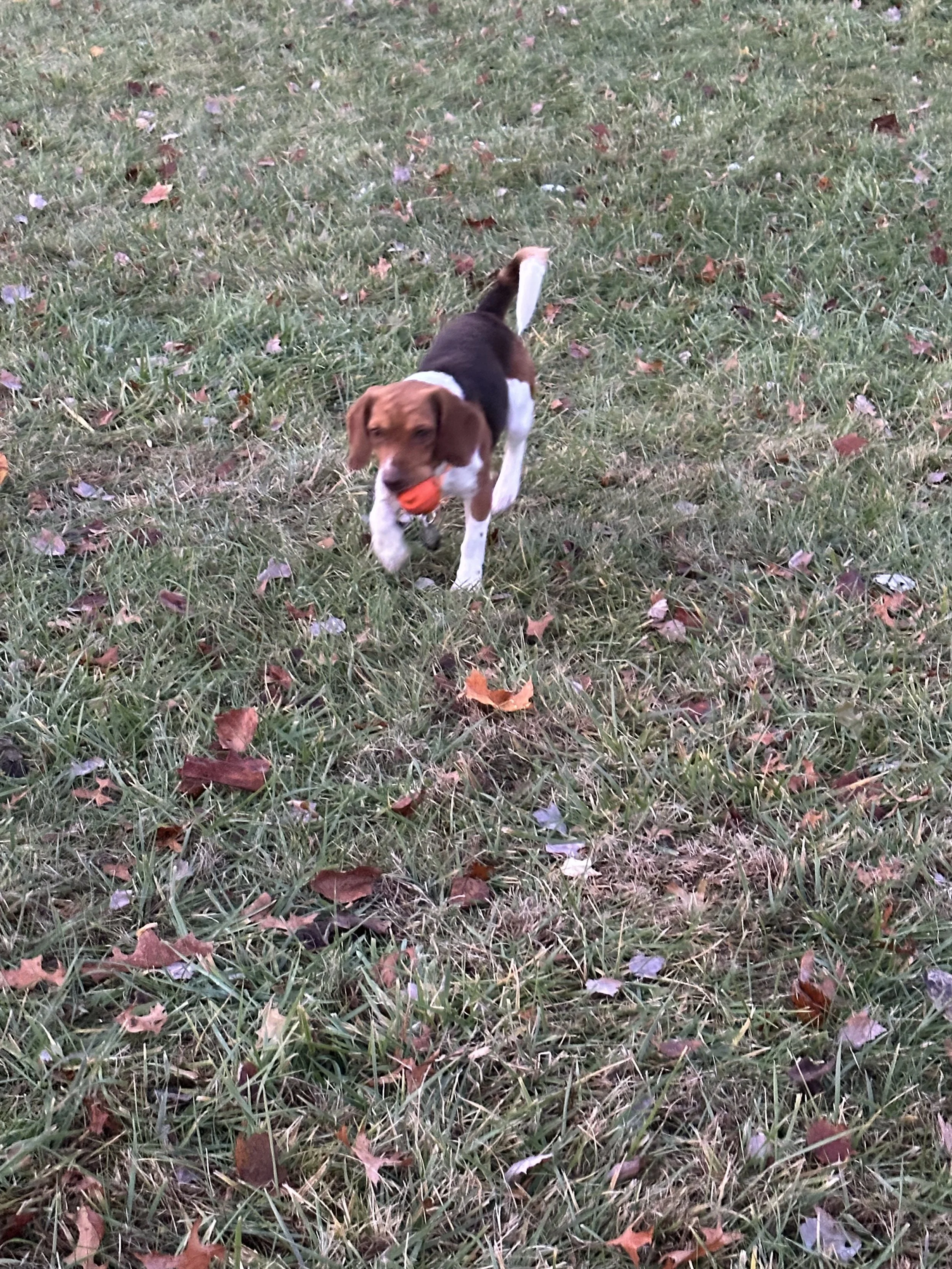 Looking for a fun character to add to the family? Charlie is the boy for you! This fun loving beagle will soon be a year old in December. Charlie definitely need's another dog in the house to show him how to be a dog and play. He is great with people