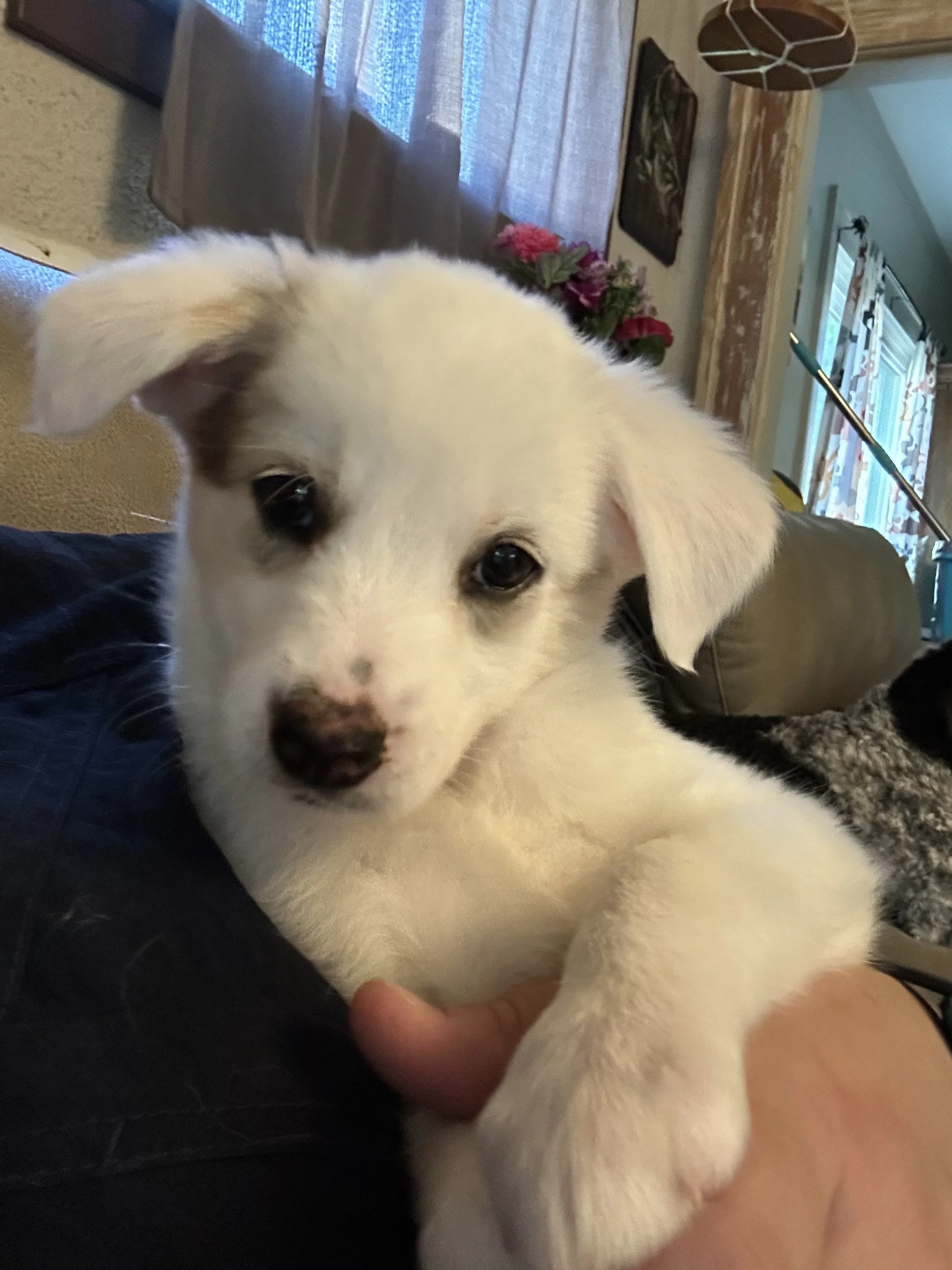 Gigi is a very chill almost 12 week old Medium breed husky mix that came to us at 3 weeks old from being dumped in a parking lot so we have hand raised them. Gigi has been vaccinated with 2 of 4 parvo, lepto, distemper vaccines, kennel cough for a y