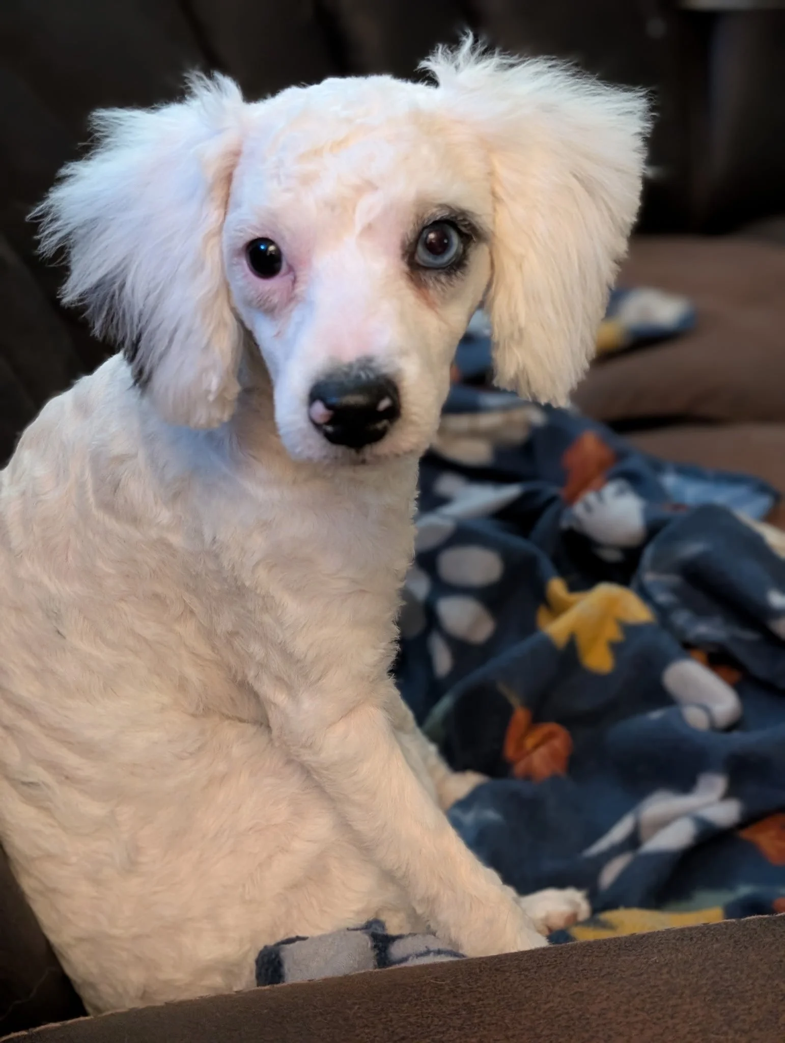 This blue eyed cutie is Winifred a 7 month old, 11 lb Mini Bernedoodle little girl. Winifred was not sold with the breeder so she came to us where she received grooming, a great foster family to show her lots of love, and has been vetted. Winifred LO