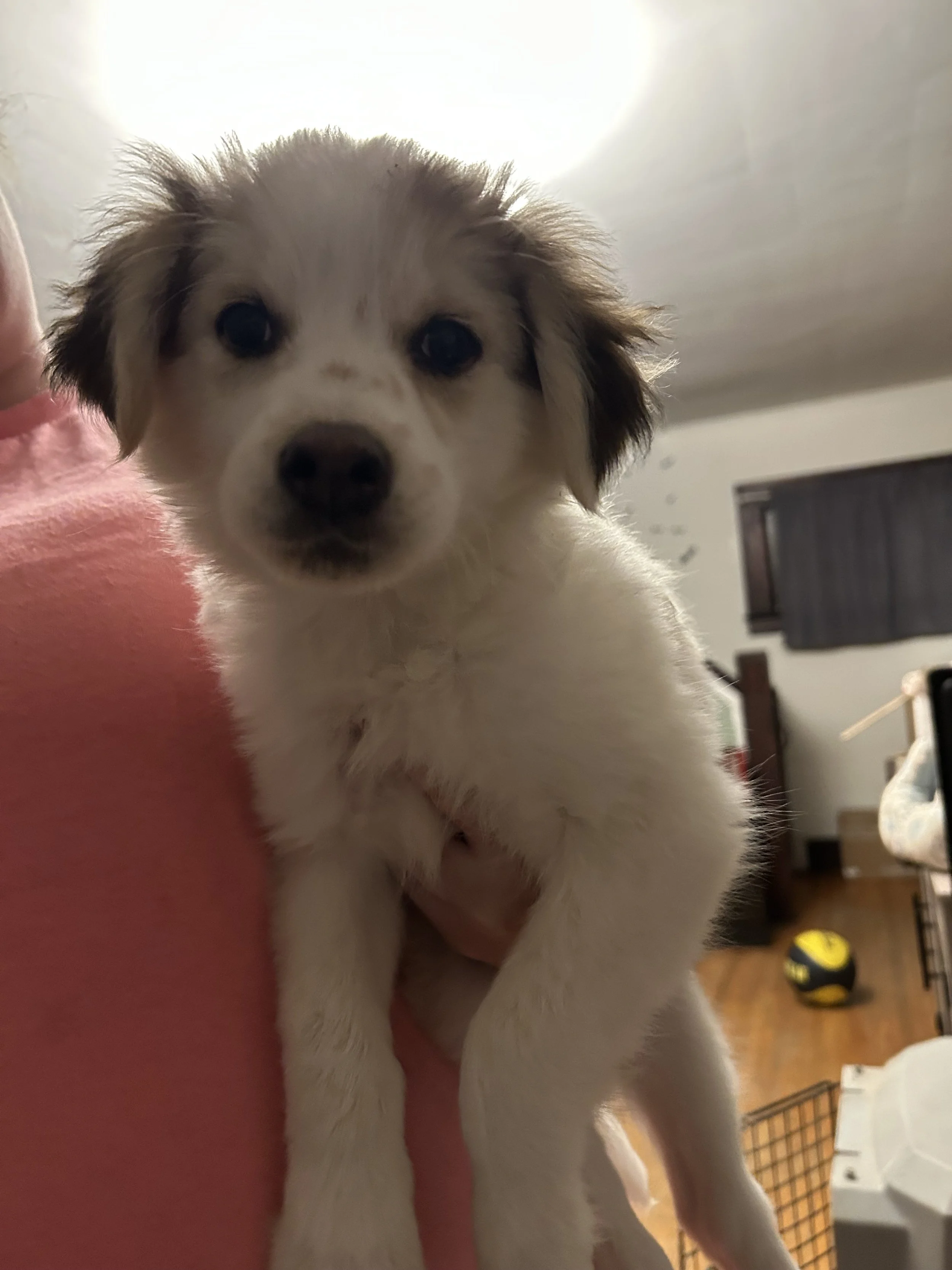 Cutie Pie Gwen is almost 12 weeks old and is the sister to the other girls available as well. Gwen is almost 10 lbs, very fluffy quiet girl who would be happy to chill in your office while you work. She is on the calmer side and goes with the flow of