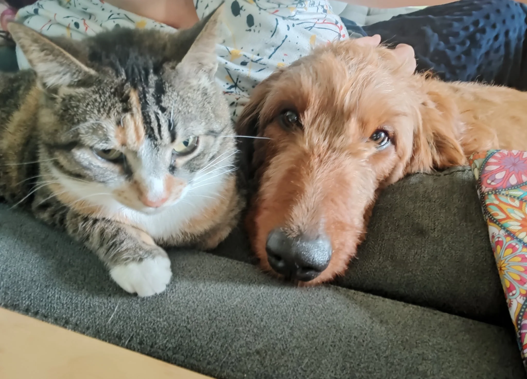 Kiki is a loyal 76 lb 5 year old goldendoodle that thinks she is the best lap dog. Very loyal, affectionate girl. Kiki loves attention from her people, older kids, doesn't mind dogs or cats. Loves to be outside and is doing very adjusting to indoor l