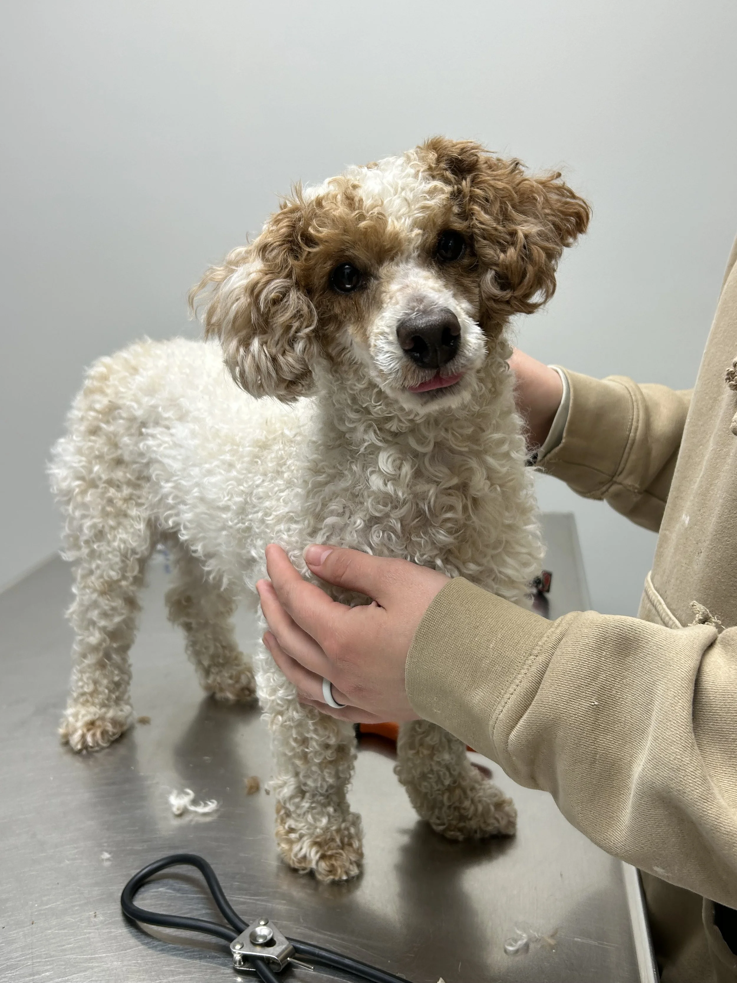 Smiley little guy Gunning will be available for adoption the week of May 18th. He gets neutered and a dr wellness exam on 5/15. He is vaccinated with Rabies, kennel cough, distemper, lepto, parvo vaccines. Gunni is heartworm/ lyme negative and comes 