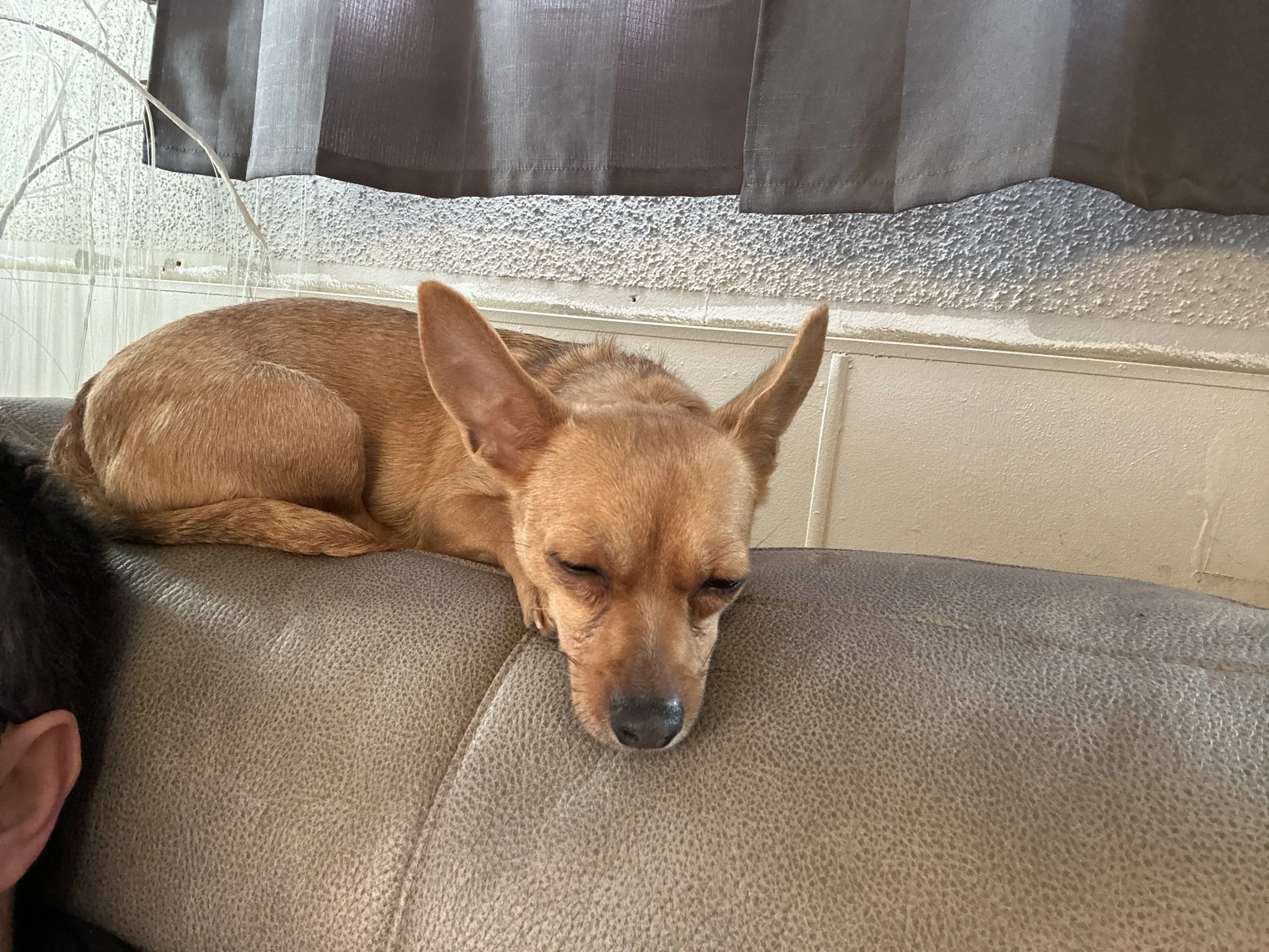 Smokey is a sweet 18 month old 10 lb chihuahua little girl that came to us and her 4 babies a few months ago. Smokey is looking for home with or without other dogs. She does very well either way. She has not been around young kids but will really bon