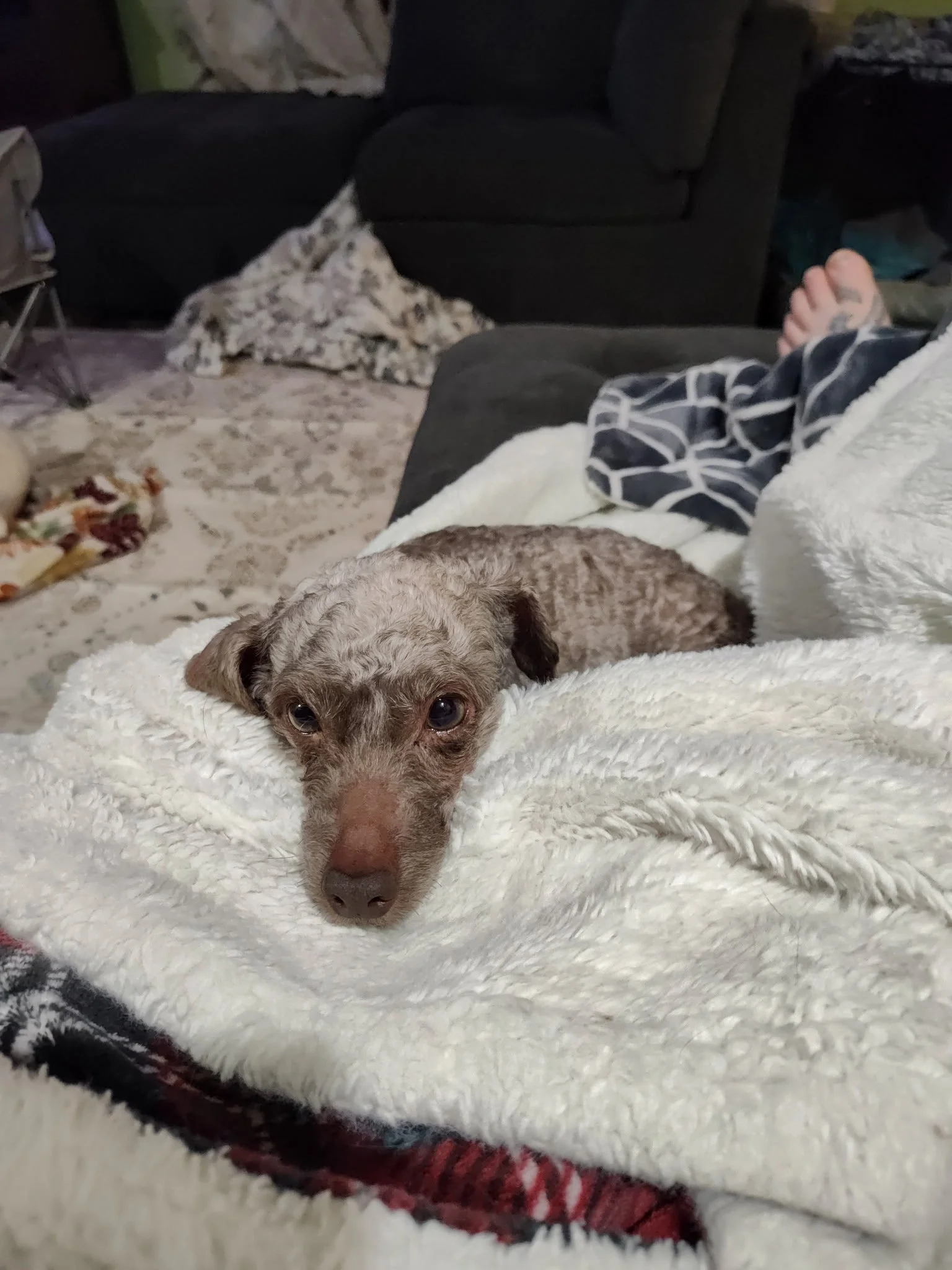 Carmelo is a 9 lb Mini poodle that came to us from a neglected living situation so he has spent a month with a foster learning to trust people. Carmelo needs a calmer home with another dog. Another dog has helped show him so much. Carmelo is full gro