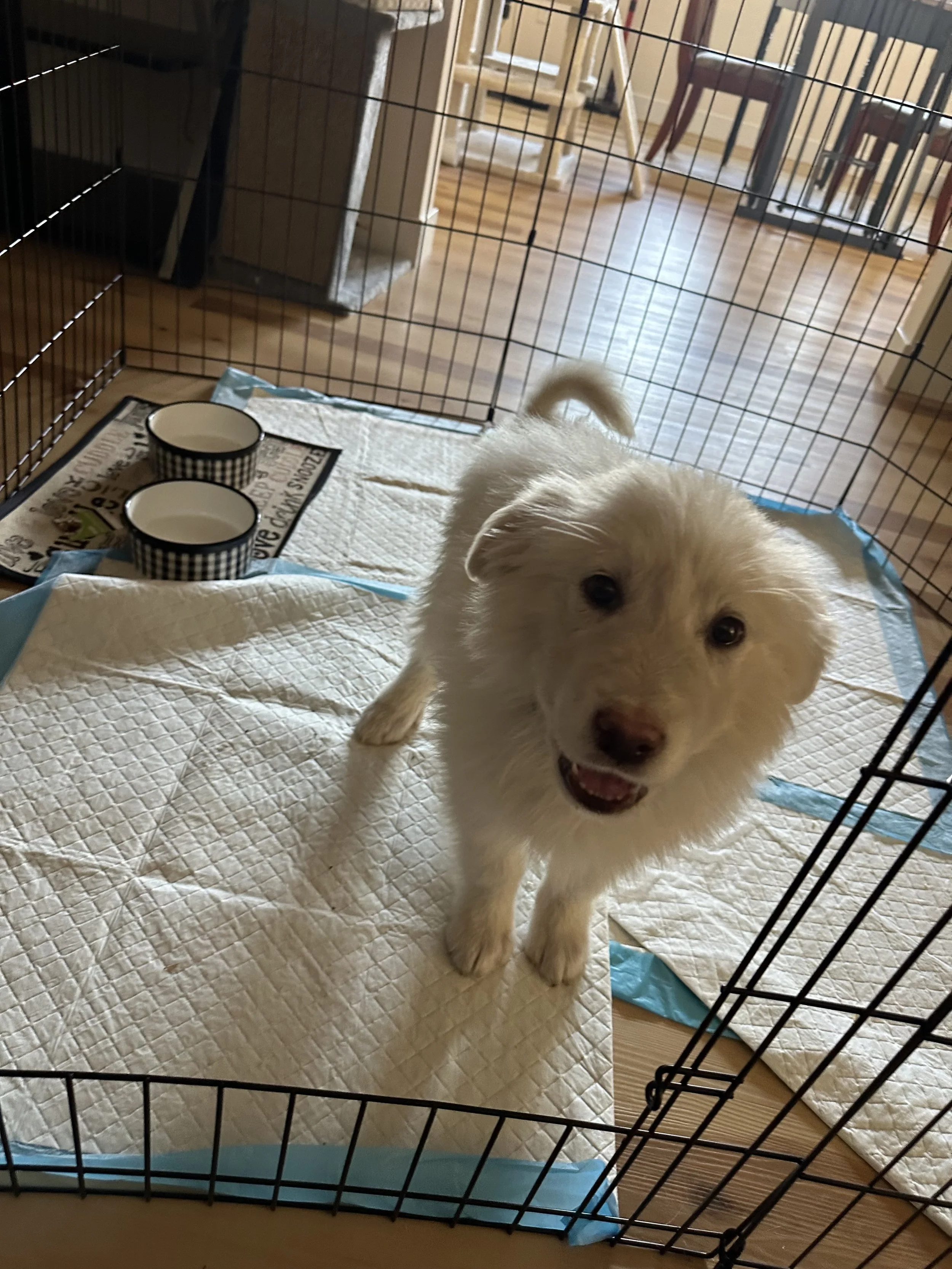 Large breed dog lover? Meet Hank a super cute 11 week old Great Pyrenees. This guy will be big! He would not do well in an apartment. This fluffy boy is 11 weeks old as of 12/15/25. He is doing well crate and potty training. He has been scared of lar