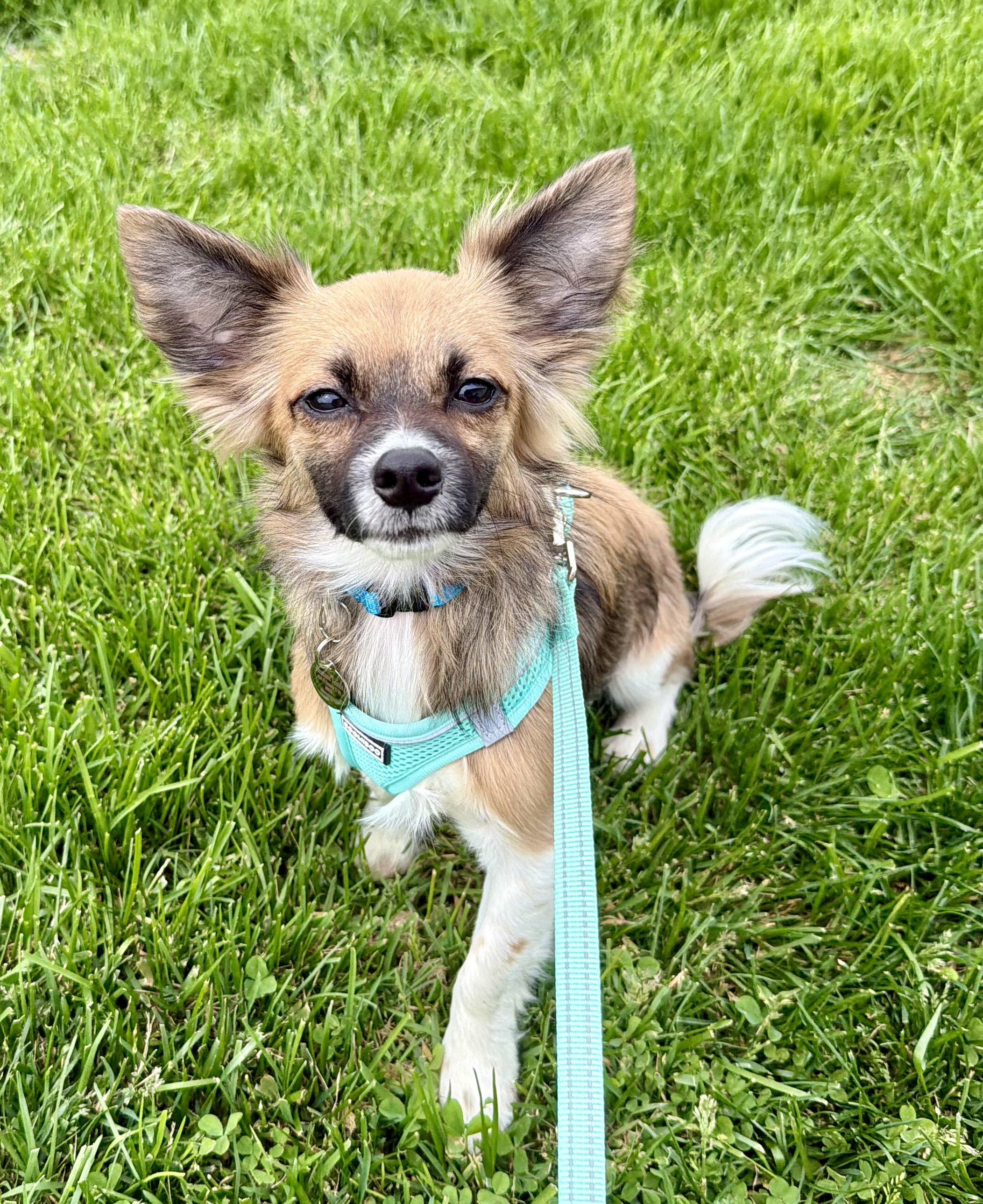 Pacey is a little 9.4 lb Chihuahua mix  that loves other young active dogs. Will be 1 year old June 14th. Pacey loves to take walks and does very well. He is a crate/ house broken for the most part but any new home/adjustment he may have an accident.