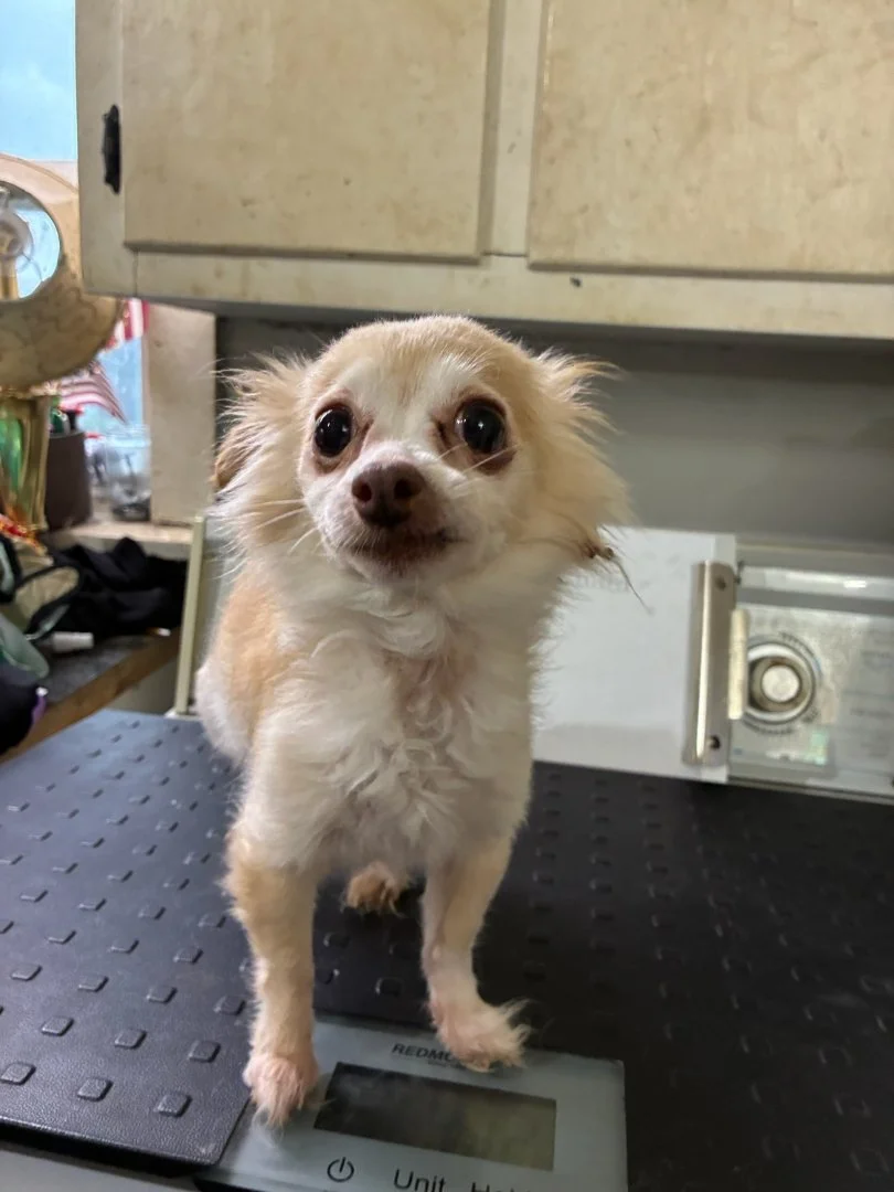Need a sweet senior chihuahua? Holly is for you then. She is 11 years old and weighs 4.6 lbs. She and 20+ other dogs came from a hoarding case in Dekalb County. Holly would love to snuggle on your lap and enjoy her golden years in a quieter home. Unf