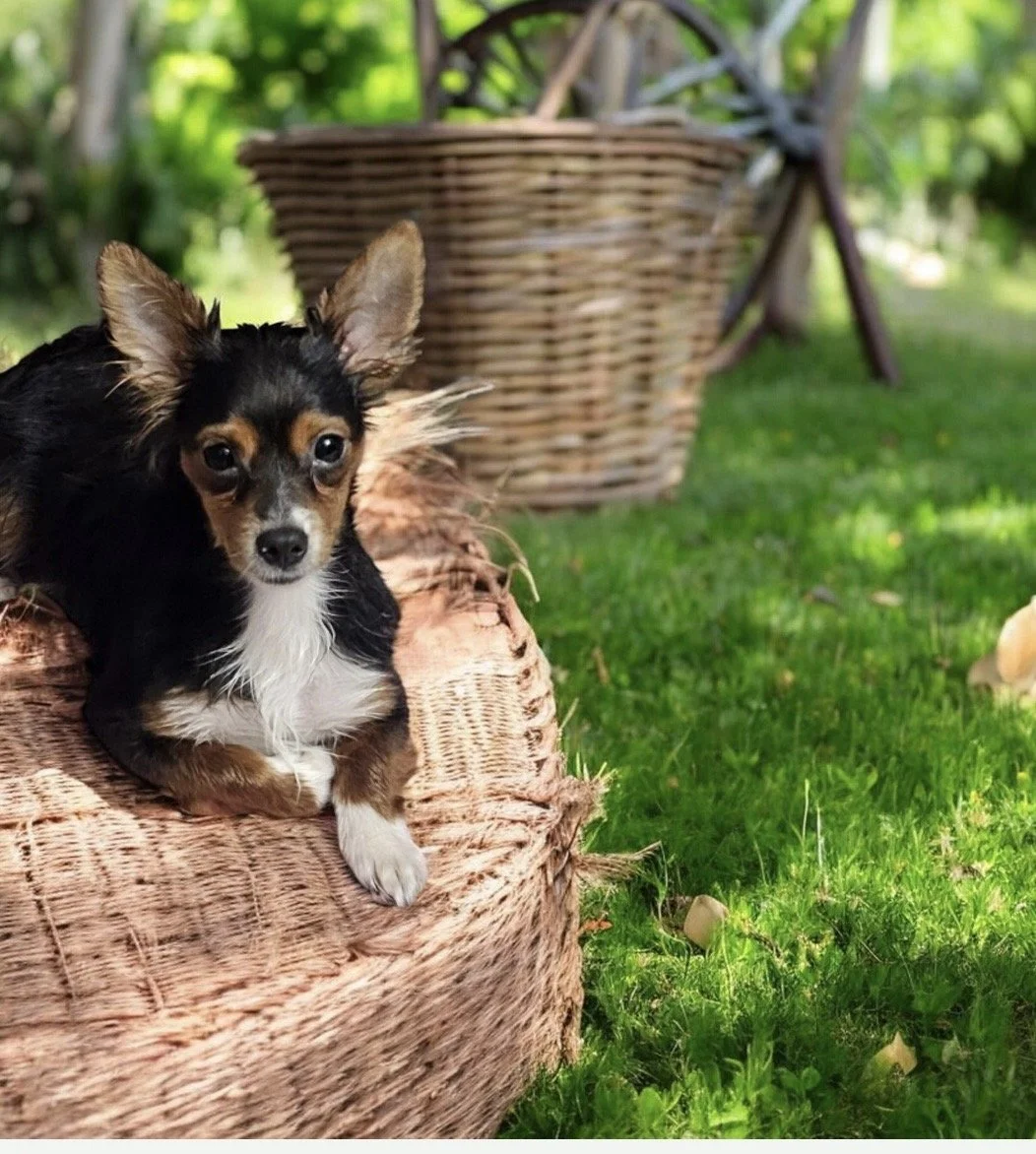 Parker is a handsome little guy that came to us with his brother Pacey after his owner sadly passed away. Parker will be a year old June 14 th and would love a family for his first birthday. He is 8.4 lb chihuahua mix that is now neutered, vaccinated