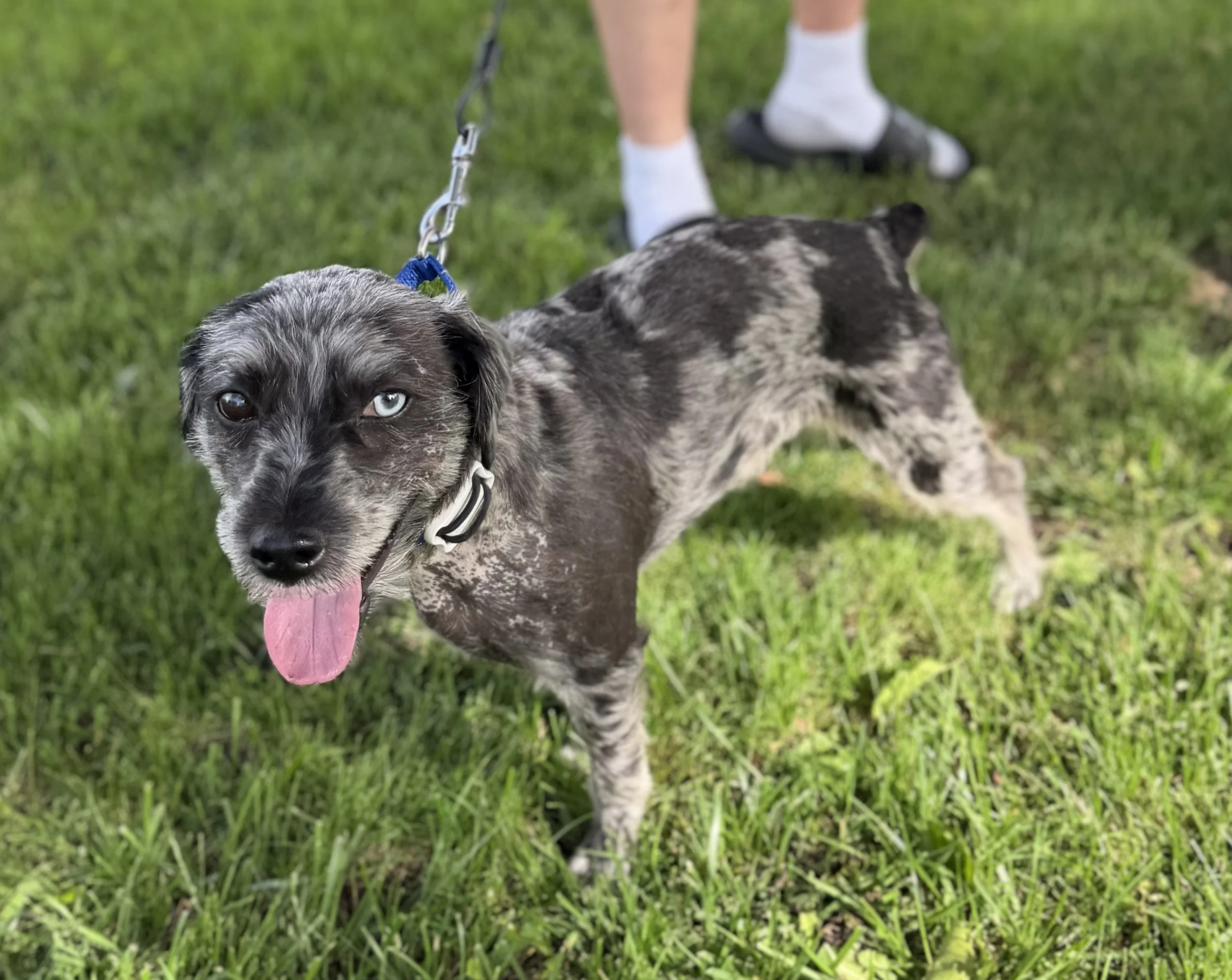 Bernie Mack is my name but you can also call me Bernie. I came to Loyal K9 Rescue on 5/4 with severe skin concerns. My family tried many things that weren't helping and were expensive so for my care they asked this rescue for help. I have started a f
