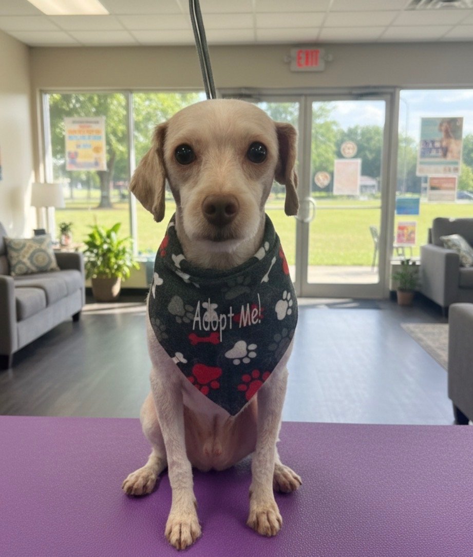 Puddin is a dapper looking 4 year old 10 lb Mini Poodle that came to us after becoming a retired breeding male. Super friendly guy loves to be with his people, men, women and children. Amazing with any size dog he has been around, doesn't seem to min
