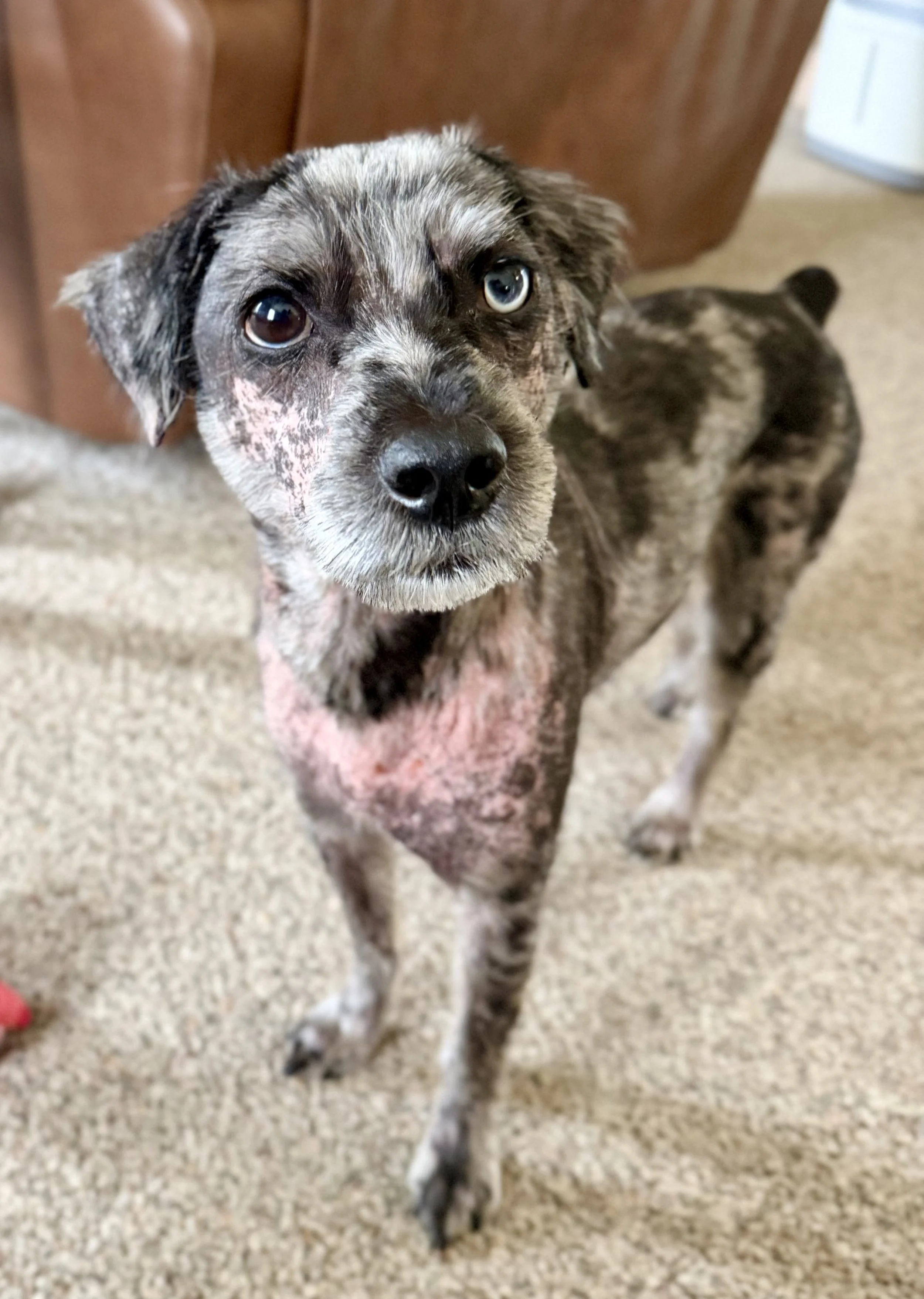 Bernie Mack is my name but you can also call me Bernie. I came to Loyal K9 Rescue on 5/4 with severe skin concerns. My family tried many things that weren't helping and were expensive so for my care they asked this rescue for help. I have started a f