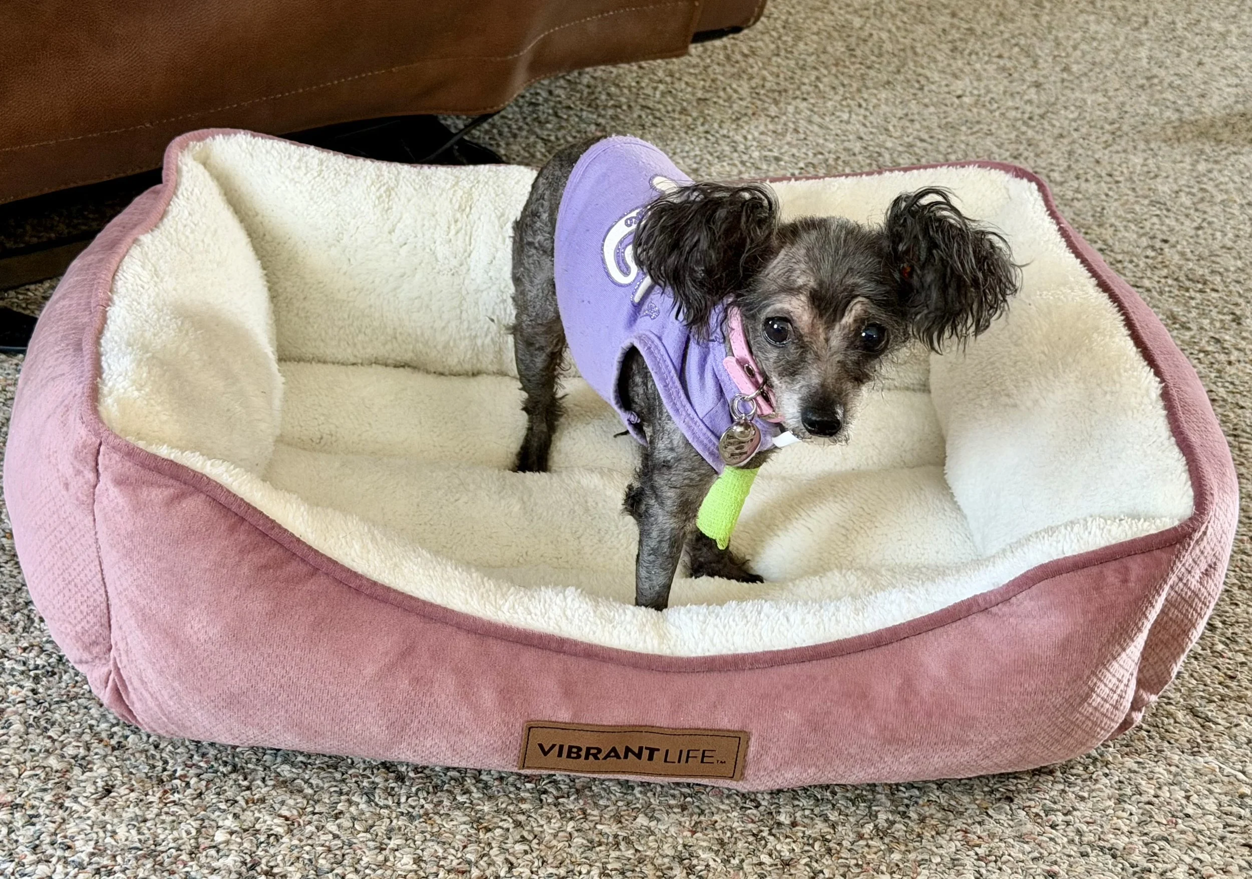 Tiny dog lover? Meet "Sweetie" who is just that, this 5 lb 8 year old Toy poodle is available for a calmer home with no young kids. This senior came to us from a physical abuse case and terrible flea infestation. Sweetie has been with us for weeks an