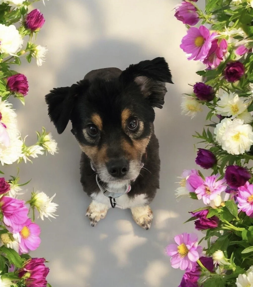 Star is my name and I am a beautiful 5 year old Australian Shepherd that come from a big case in Dekalb County. 44 of my other doggy friends were rescued as well from a terrible living/ breeding situation. I am gaining weight, and more energy and sta