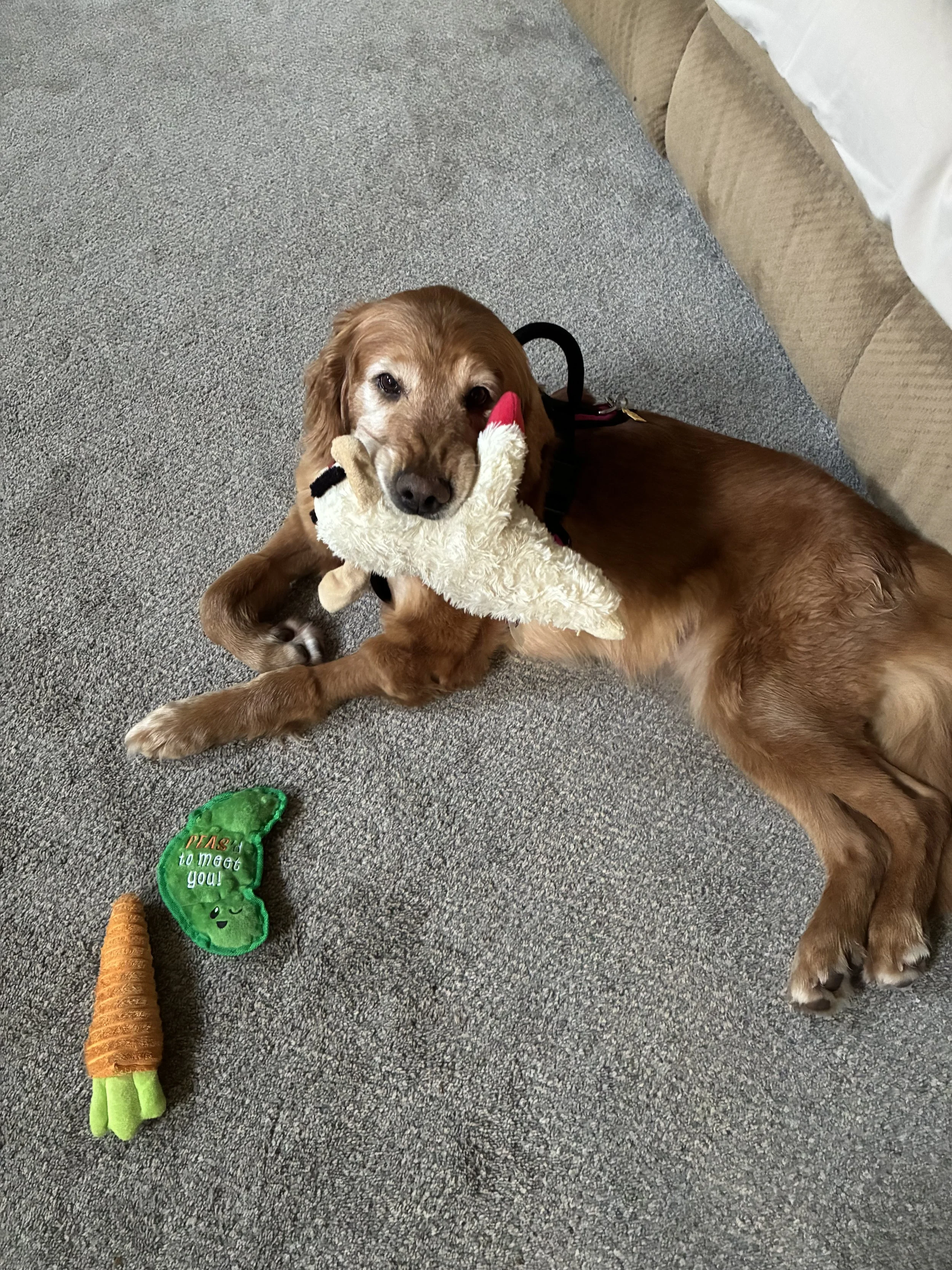 Sweet Senior Sadie is a 7 year old 55 lb Golden Retriever that came to us April 11th with 5 other dogs from a dekalb county seizure case where all dogs were removed from a property. Sadie had been hit by a car and suffered severed trauma to her neck.