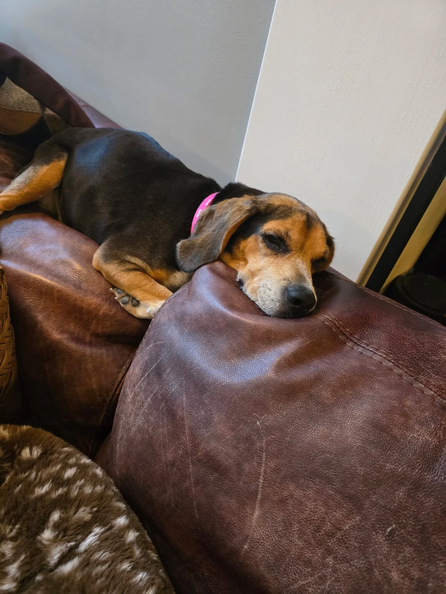 Looking for a spry 10 year old beagle? Lika came to us after living outside for 10 years. She is 25 lbs. She surprisingly is heartworm/ lyme negative but is unfortunately diabetic. Lika was drinking alot and we could tell she was not feeling well so 