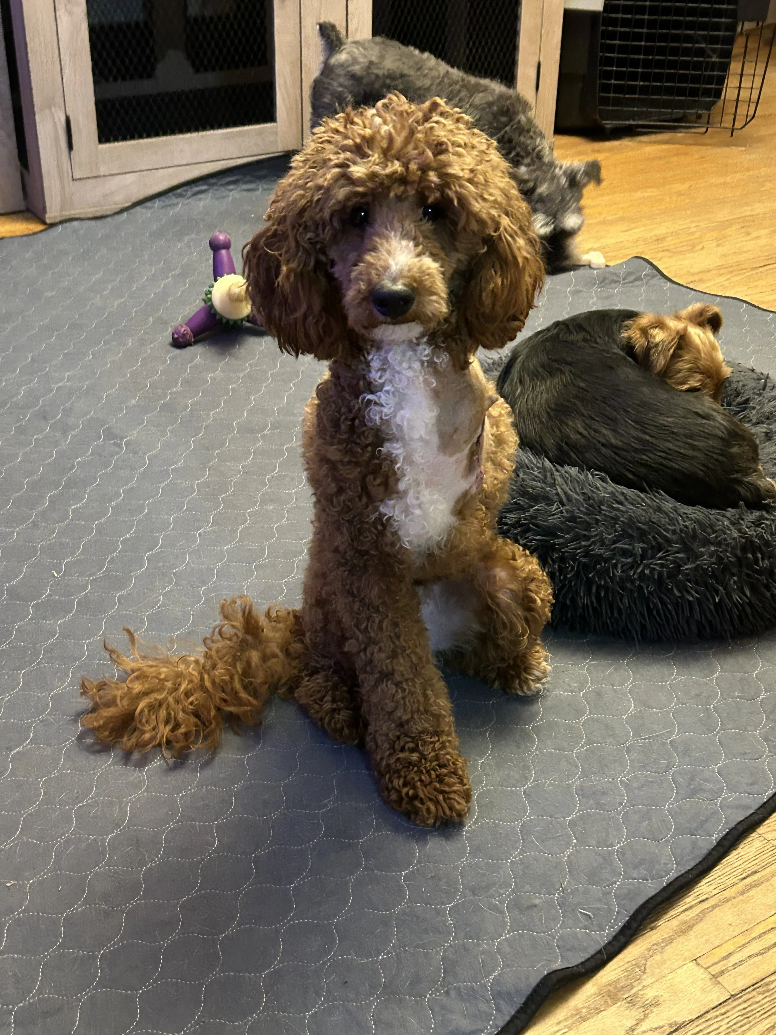Charles is a very fun, playful 15 month old doodle that came to us with a broken leg that had to be amputated. Unfortunately it would have not healed on its own due to severity of the breaks. 
MUST HAVE AN ABOVE GROUND FENCED IN YARD FOR HIS SAFETY.
